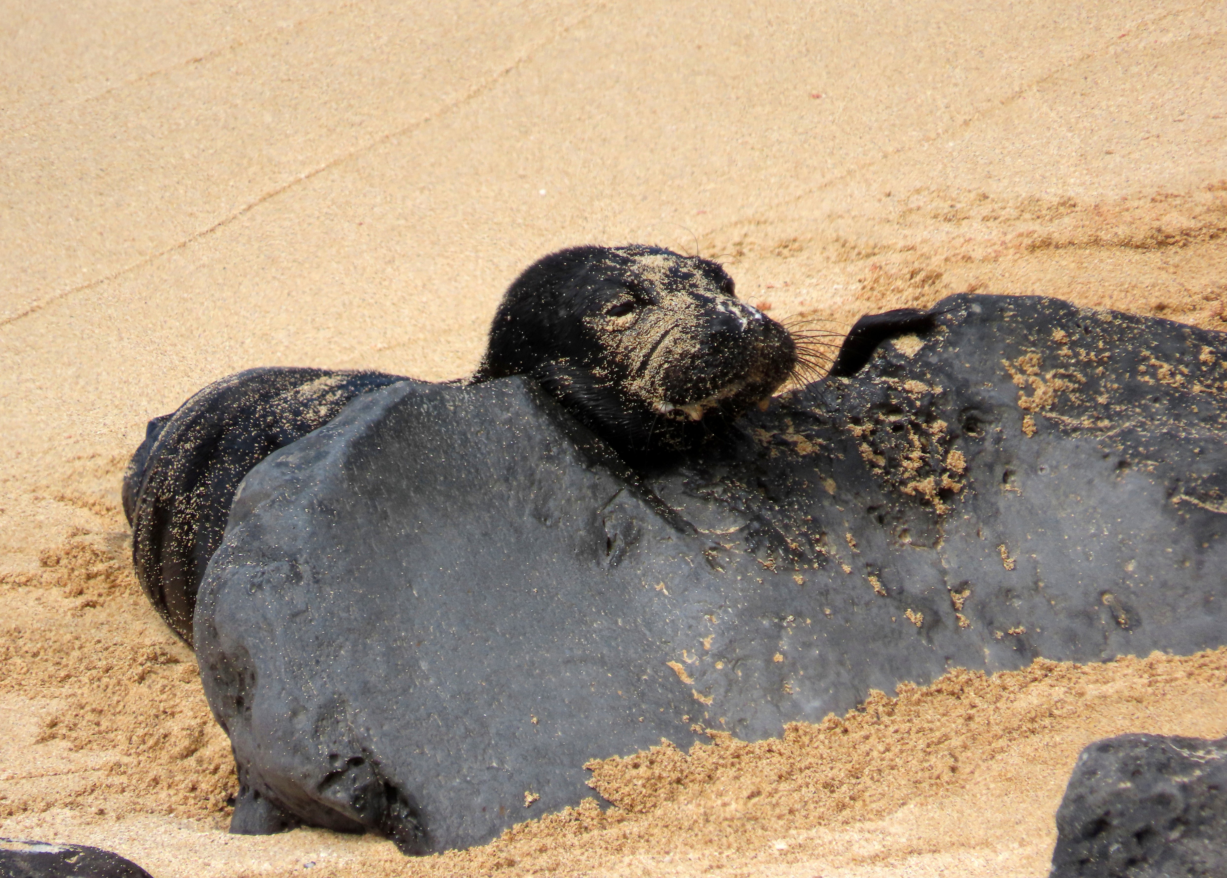 Hawaii Seal Birth