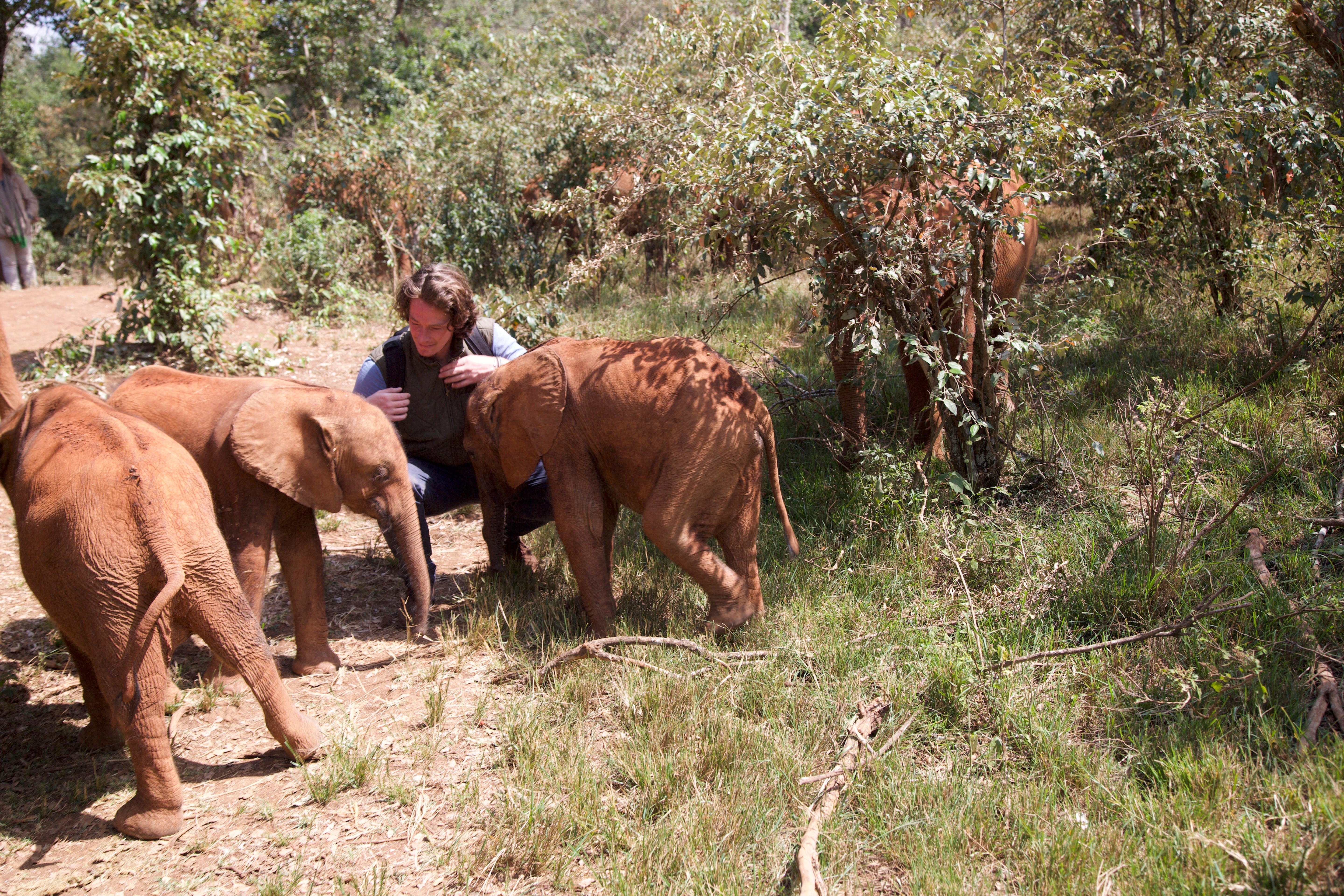 Philippe being greeted by orphan elephants at the Sheldrick Wildlife Trust Nursery [Nairobi, Kenya]