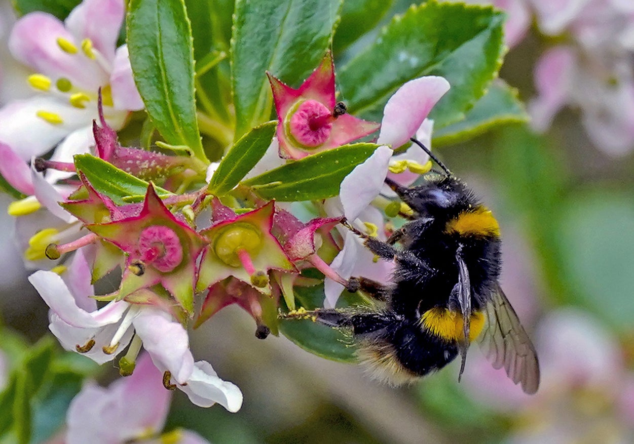 Climate change and agriculture halve insect populations in some areas – study (Peter Byrne/PA)