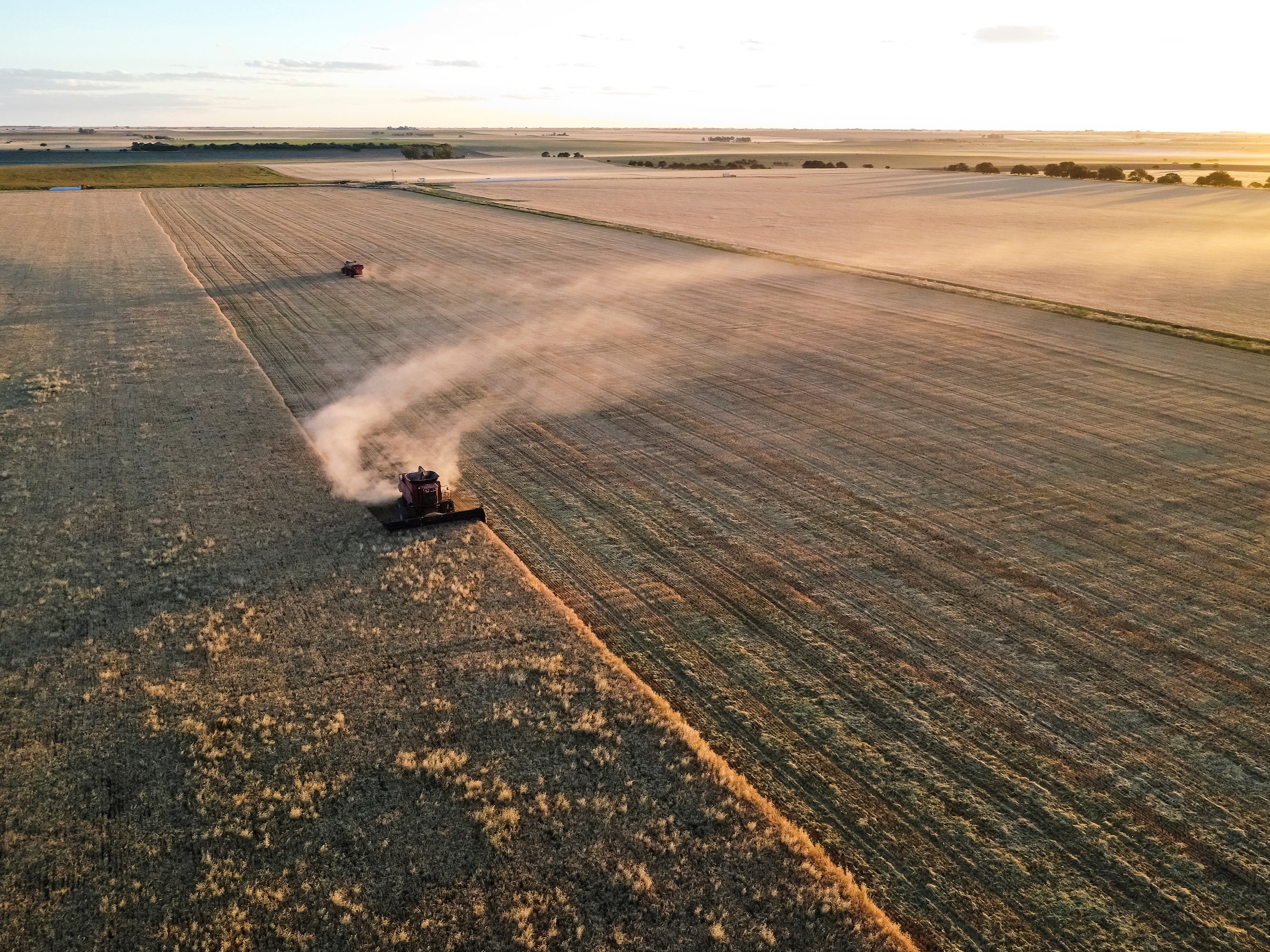 Intensively farmed barley in Argentina