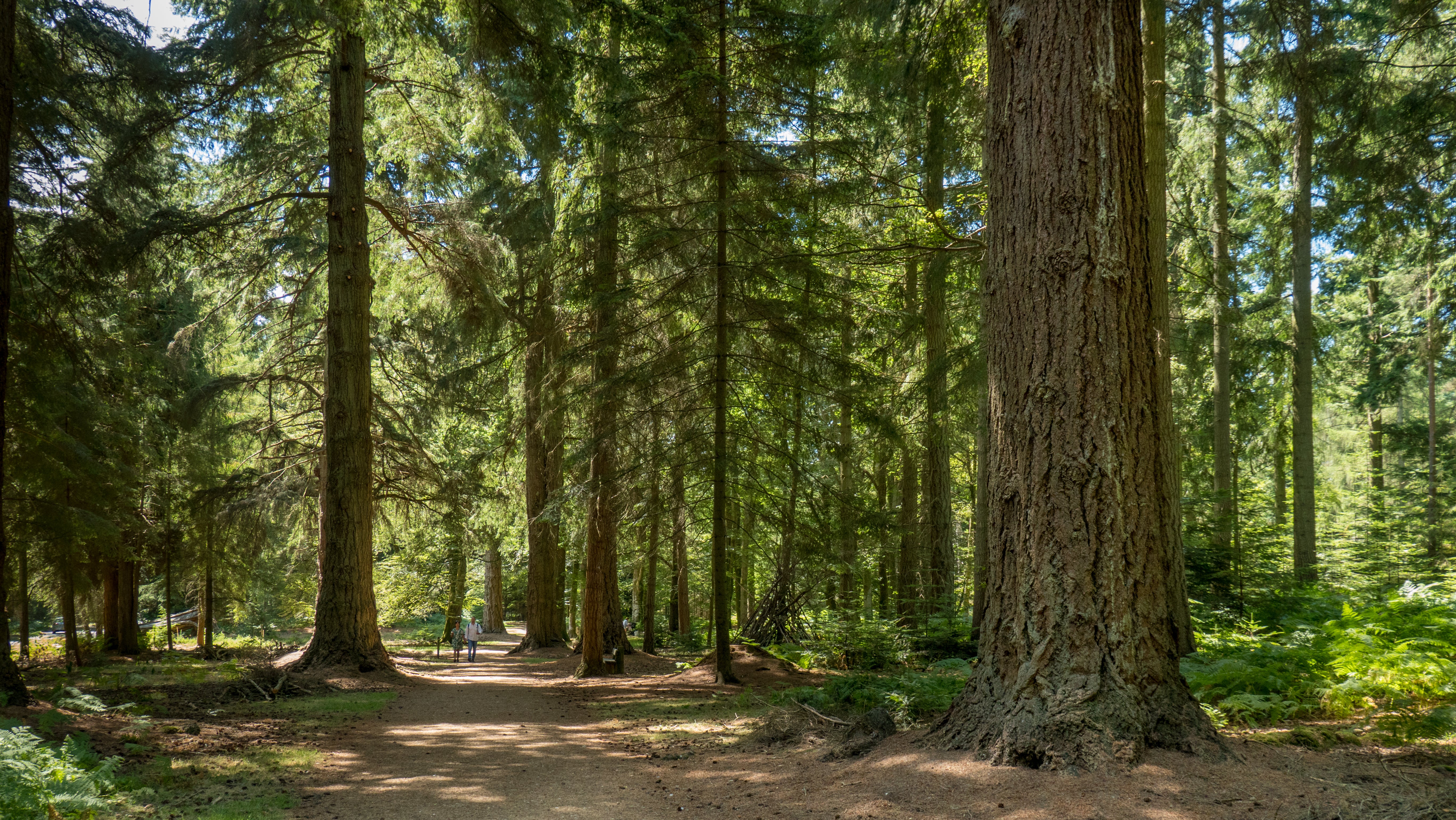 The New Forest has majestic conifers planted in the 1850s, some of the oldest Douglas fir trees in Britain