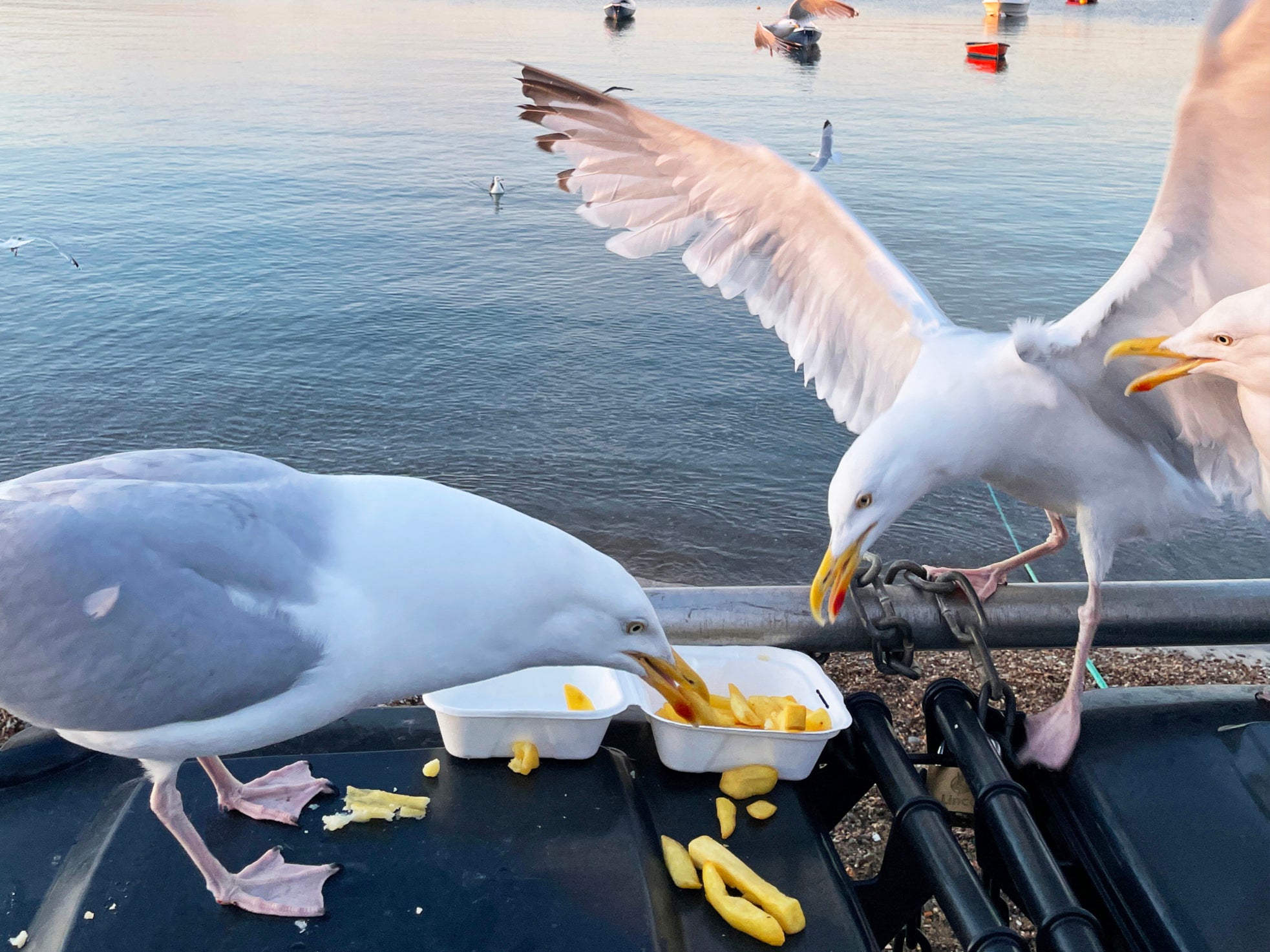 Birds are more likely to go after food if a human has it, a new study says