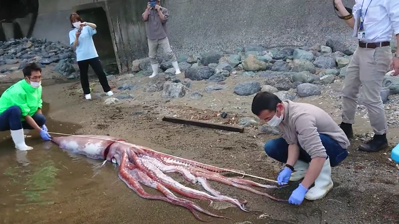 The squid would be transported to Echizen Matsushima Aquarium in the prefectural city of Sakai