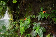 A rediscovered flower named after its own extinction