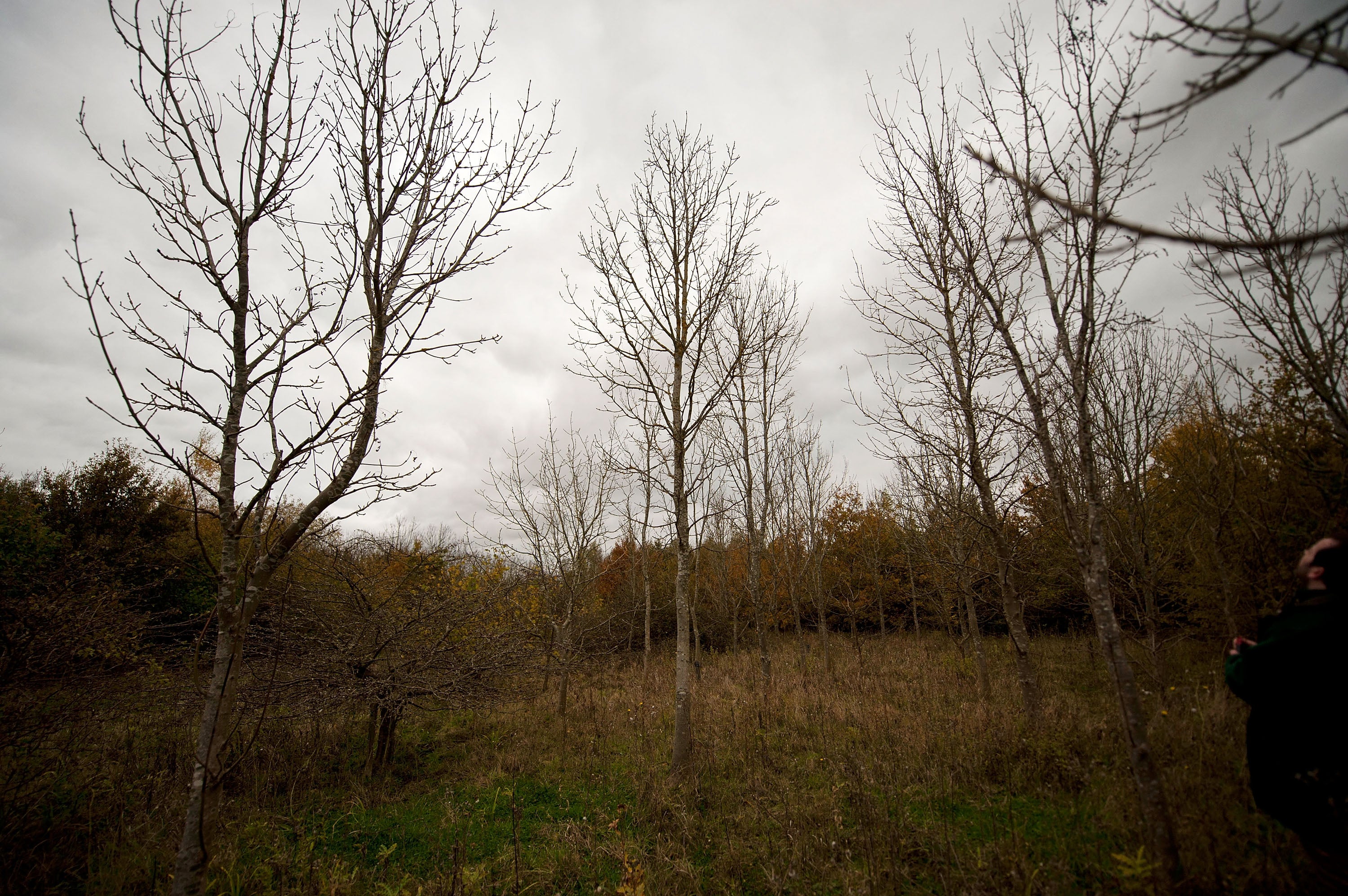 A Woodland Trust worker inspects ash trees for signs of dieback disease near Ipswich