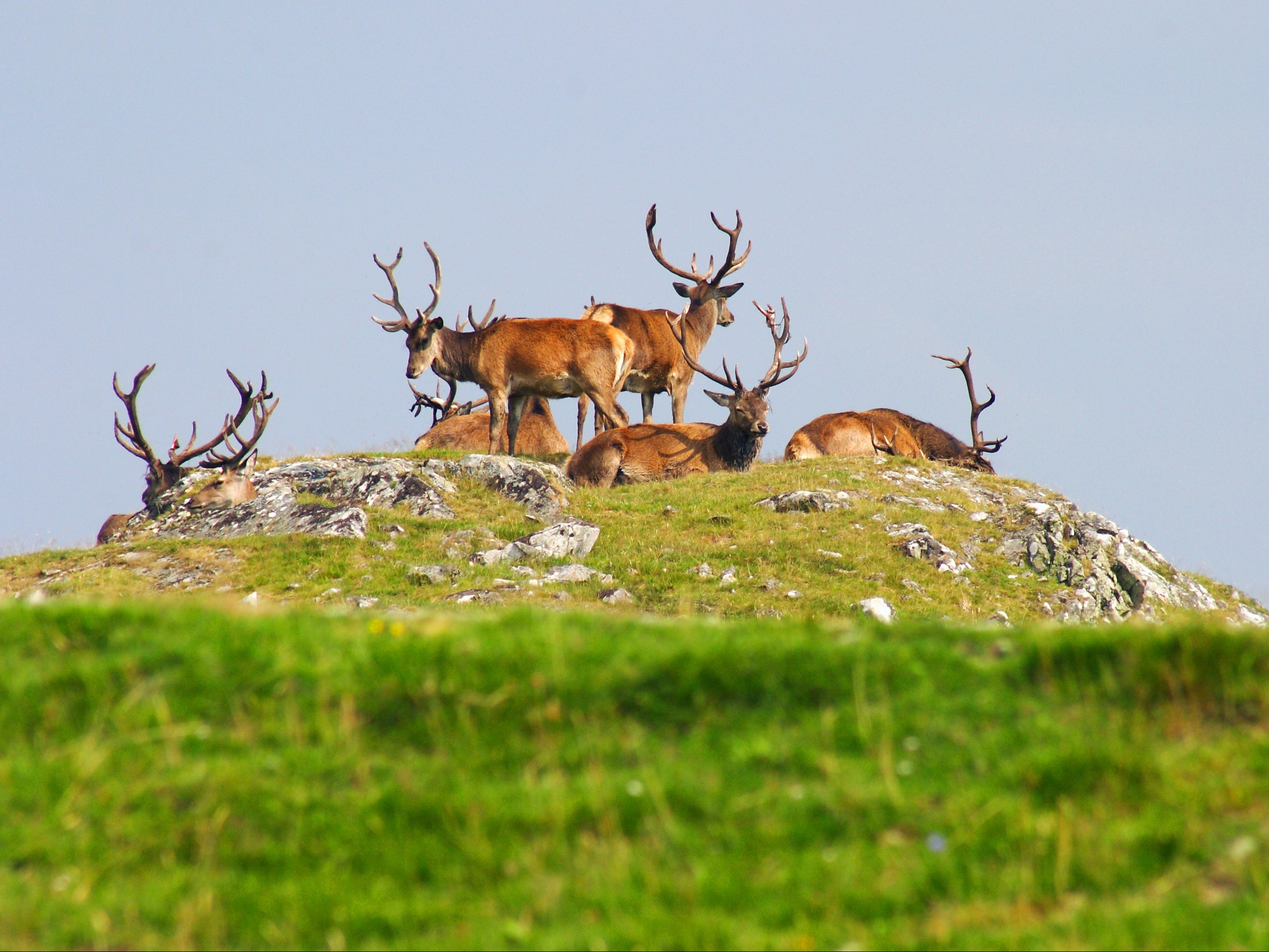 Artificially high populations of deer are blamed for stopping the natural regeneration of woodlands