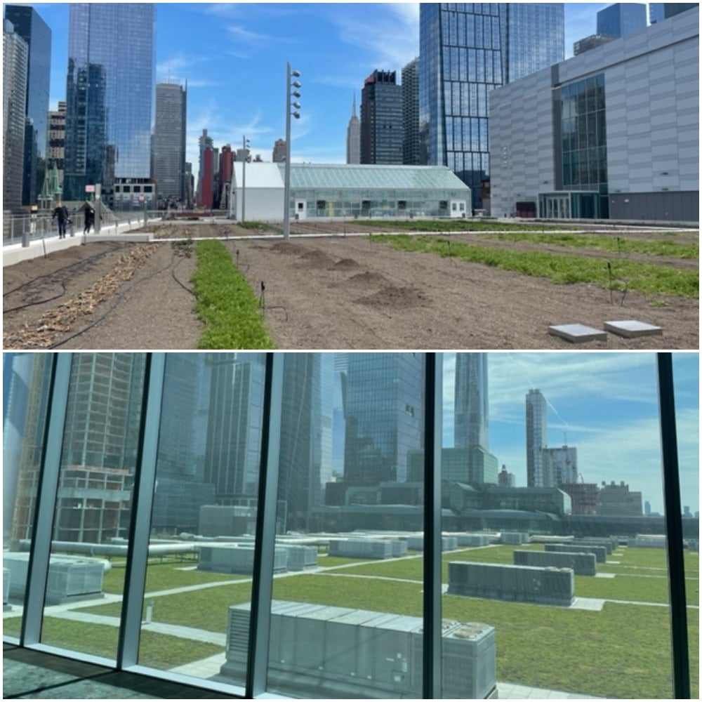 From New York’s ‘number-one bird killer’ to wildlife haven: How the Javits Center went green