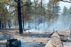 Biden order aims to protect old-growth forests from wildfire