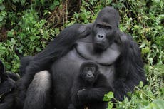 Program helps Congo families protect endangered gorillas