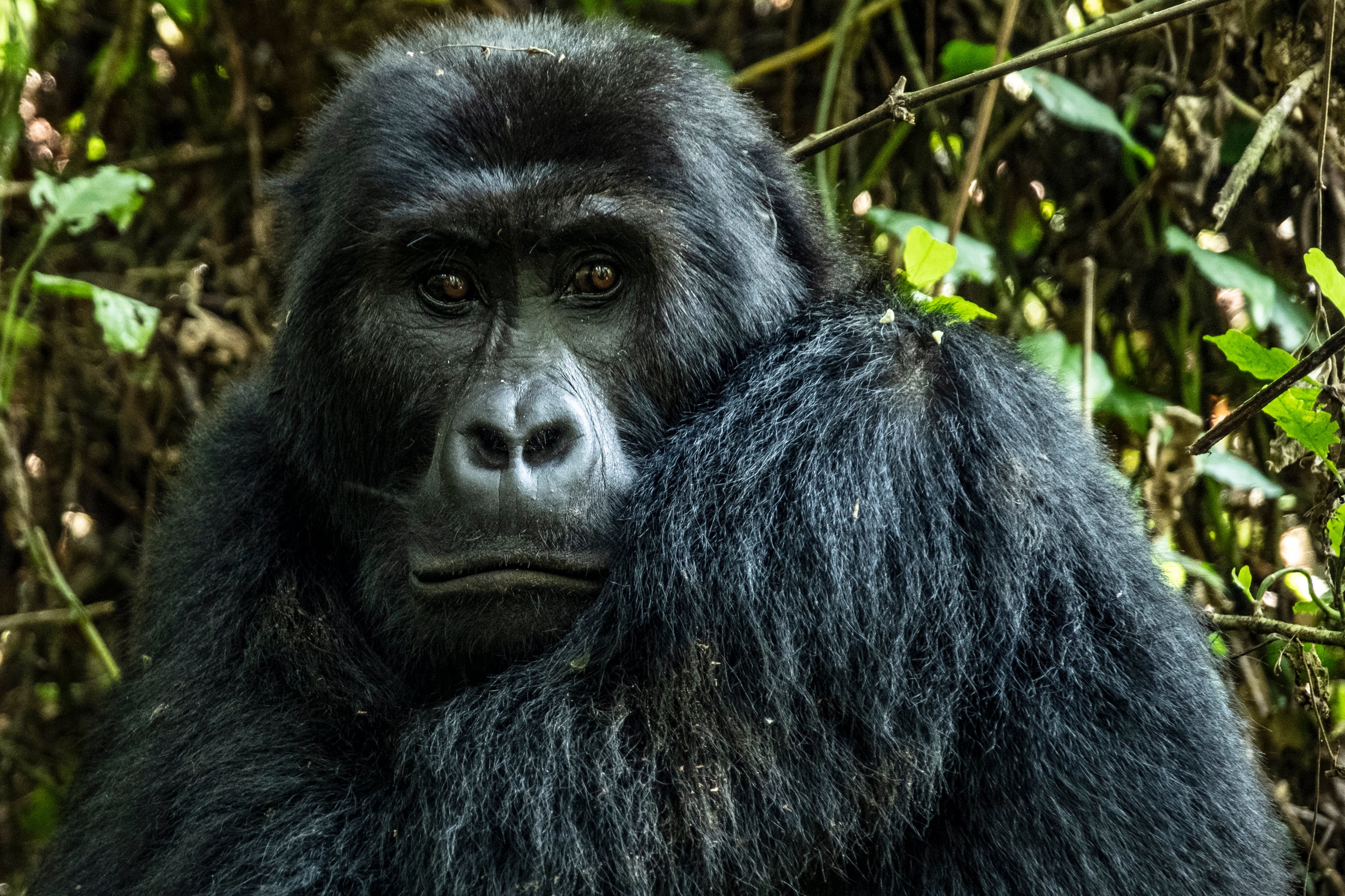 Gorilla Conservation