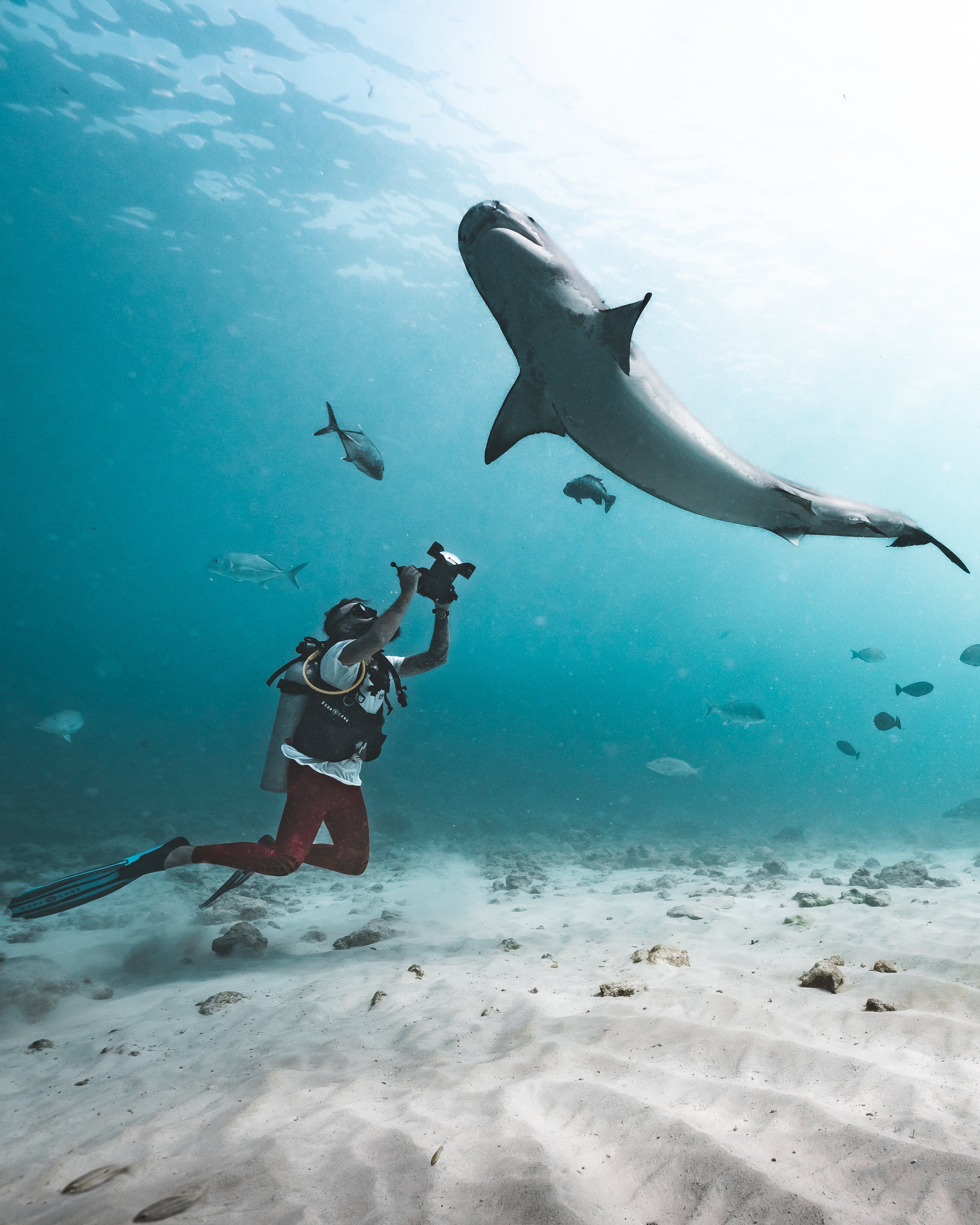 Artist and cinematographer, Zimy da Kid, said he started filming sharks to make people fall in love with them