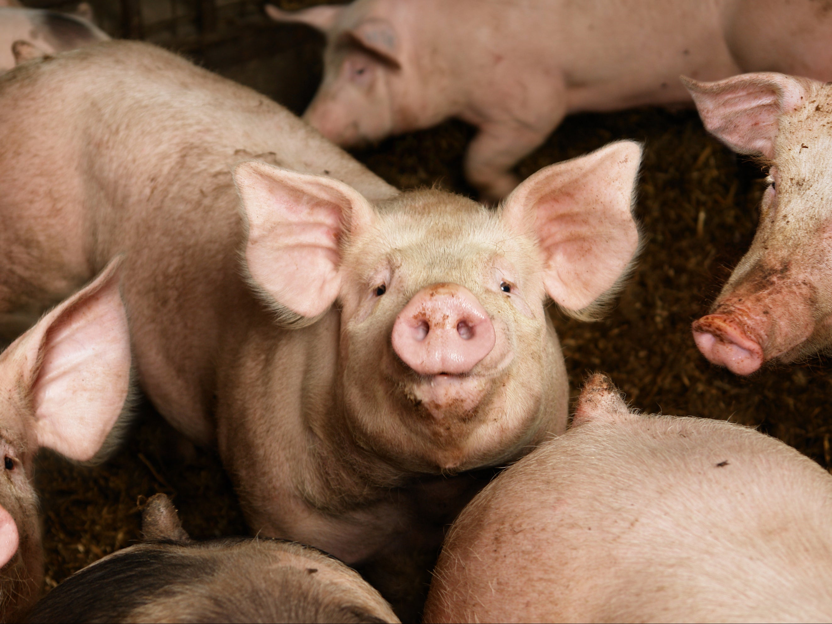 Researchers in Denmark looked for the presence of a superbug bacterium in pigs