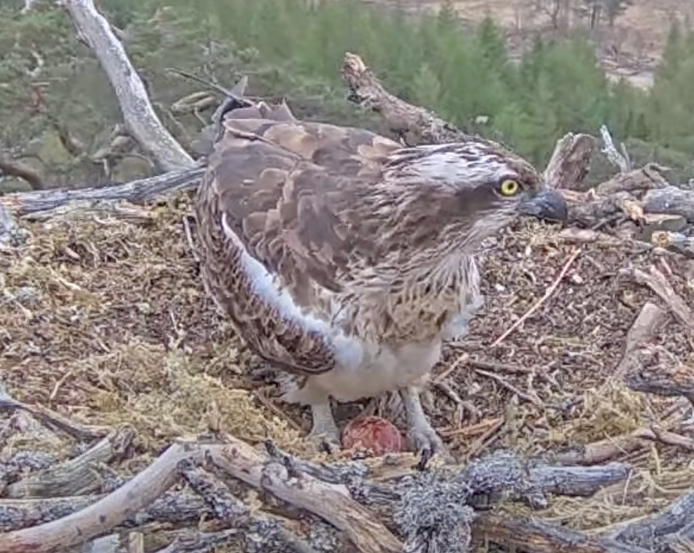 The egg was laid on Sunday (Woodland Trust Media Library/PA)