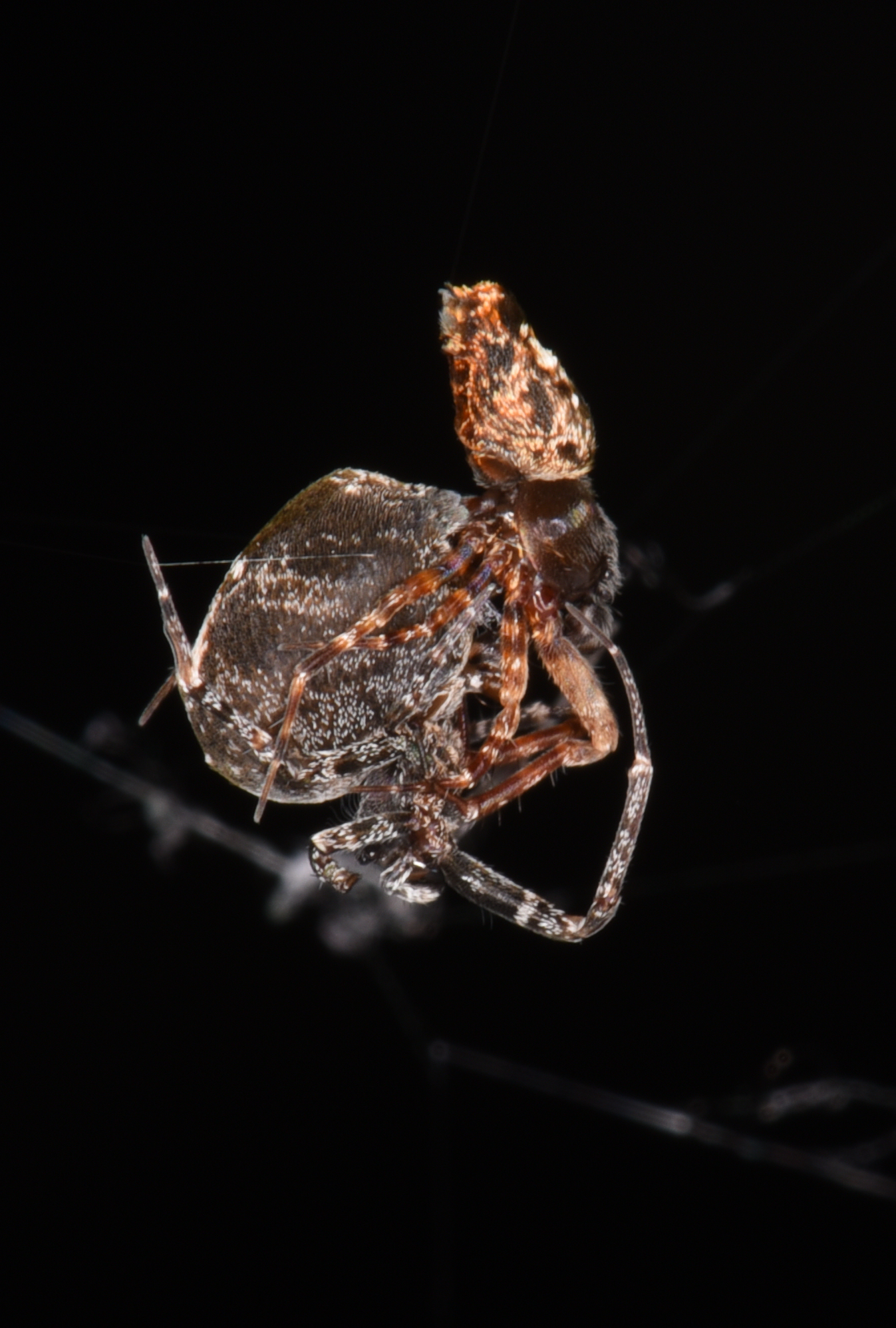 Some male spiders catapult to flee their mates to avoid being eaten – study (Shichang Zhang/PA)