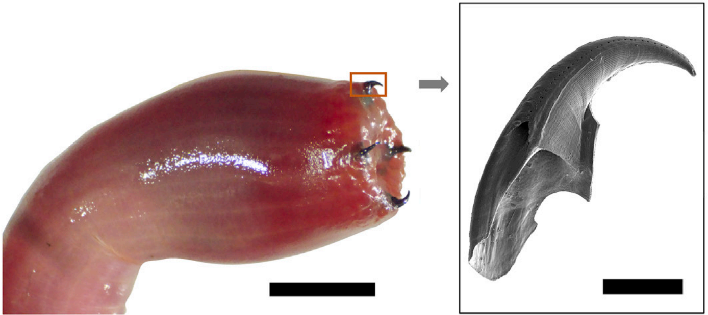 The worms have four sharp teeth which deliver paralysing venom to prey