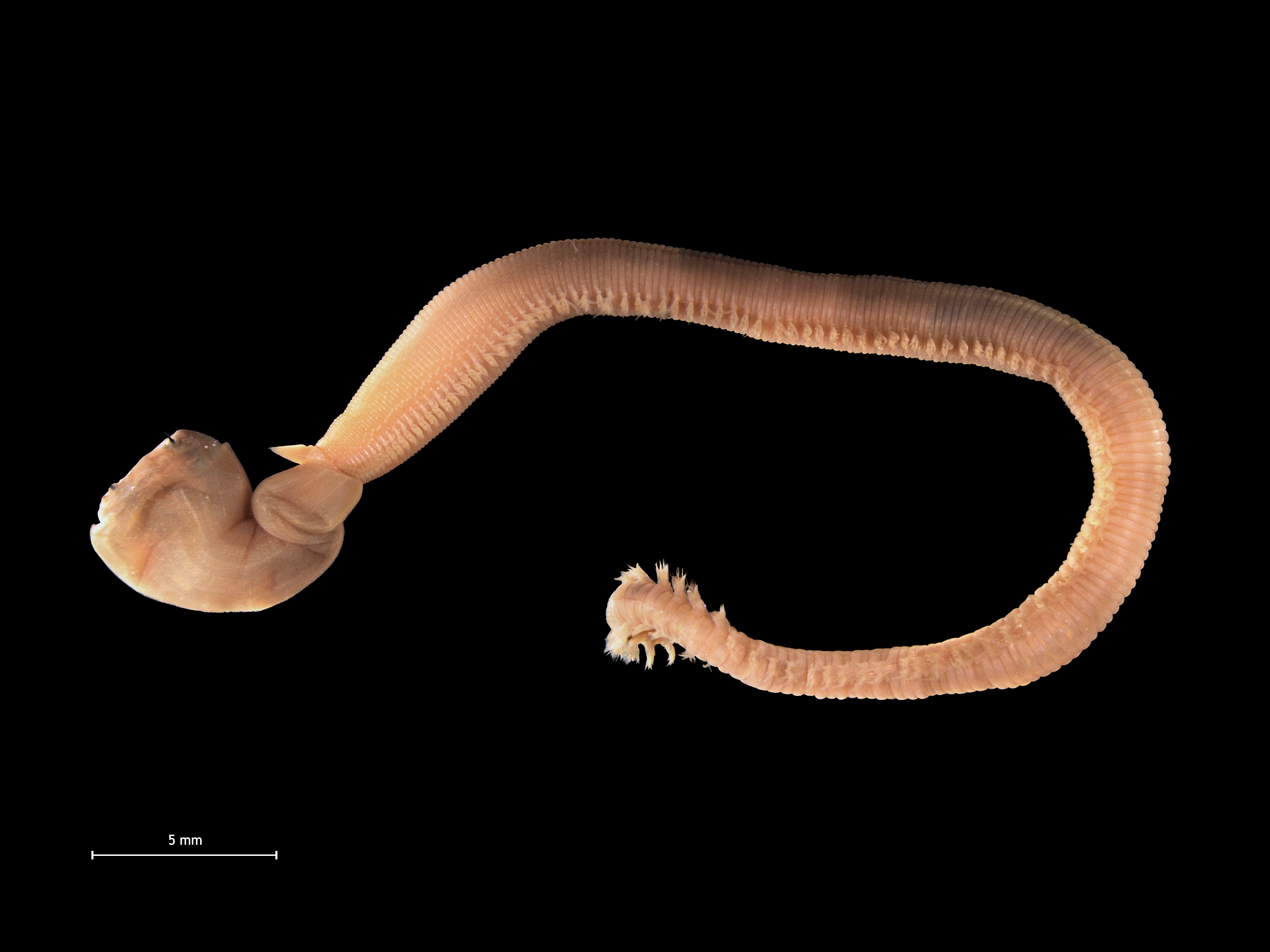 Predatory bloodworm from Belgian coastal waters