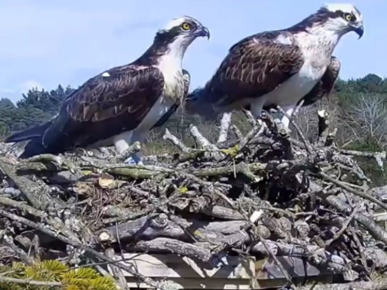 Birds of Poole Harbour has installed a livestream camera on a favoured nest platform to capture the birds’ progress