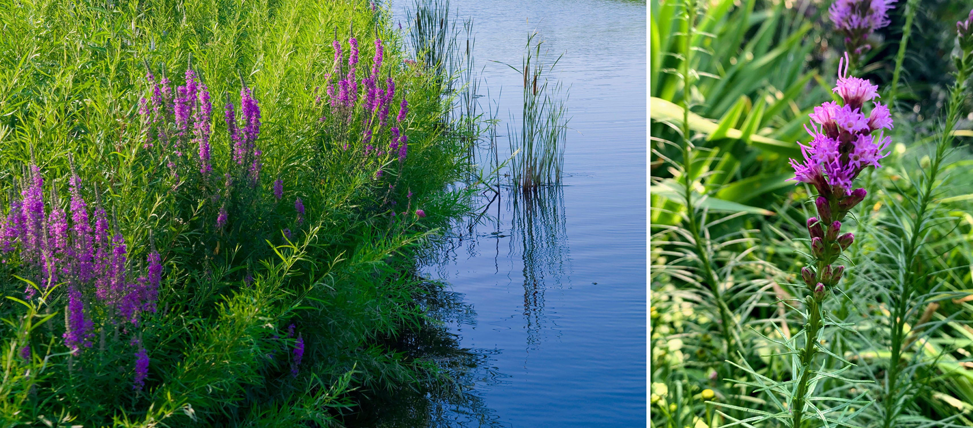 Gardening-Alternatives to Invasives