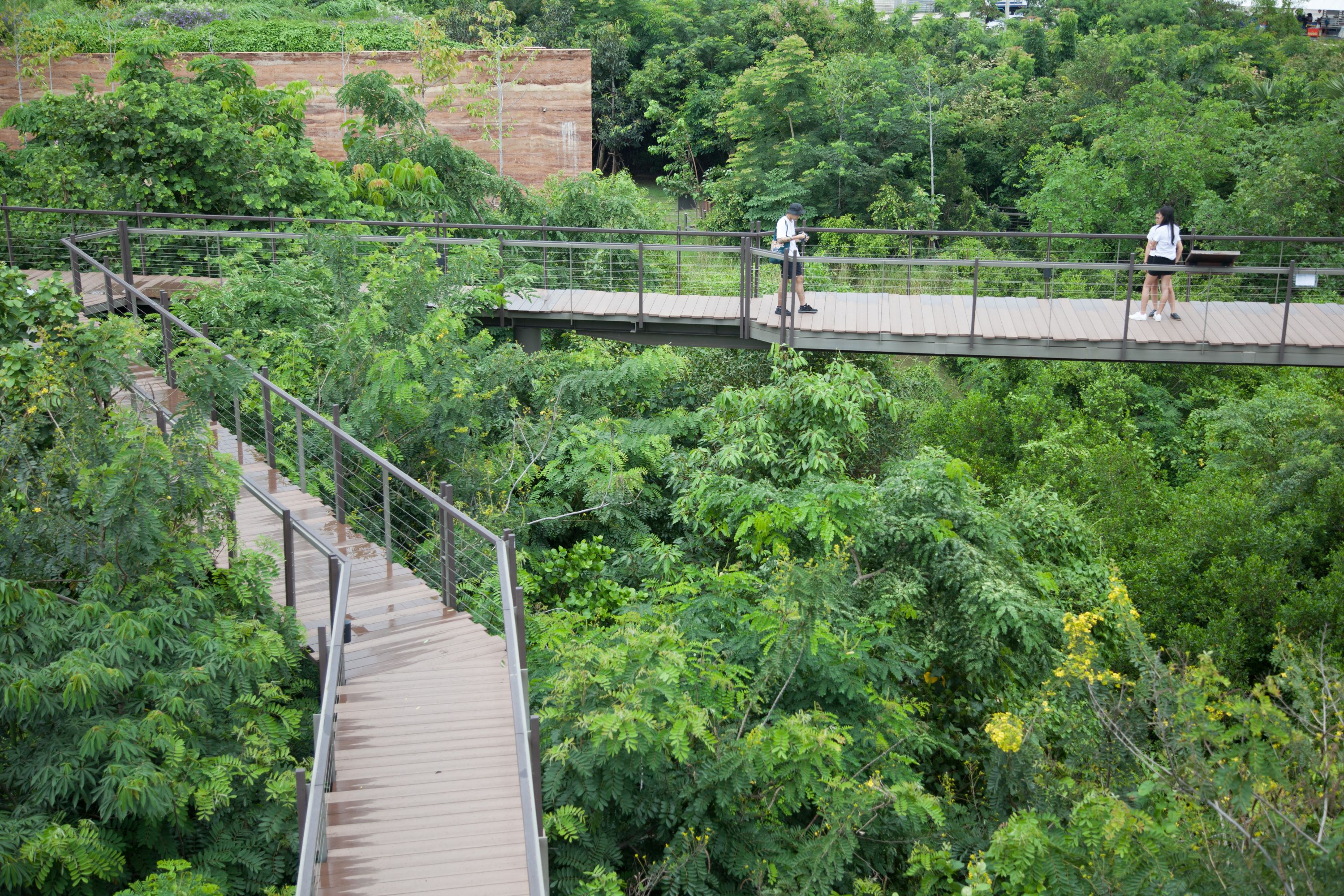 Trees for all: the Metro Forest in Prawat