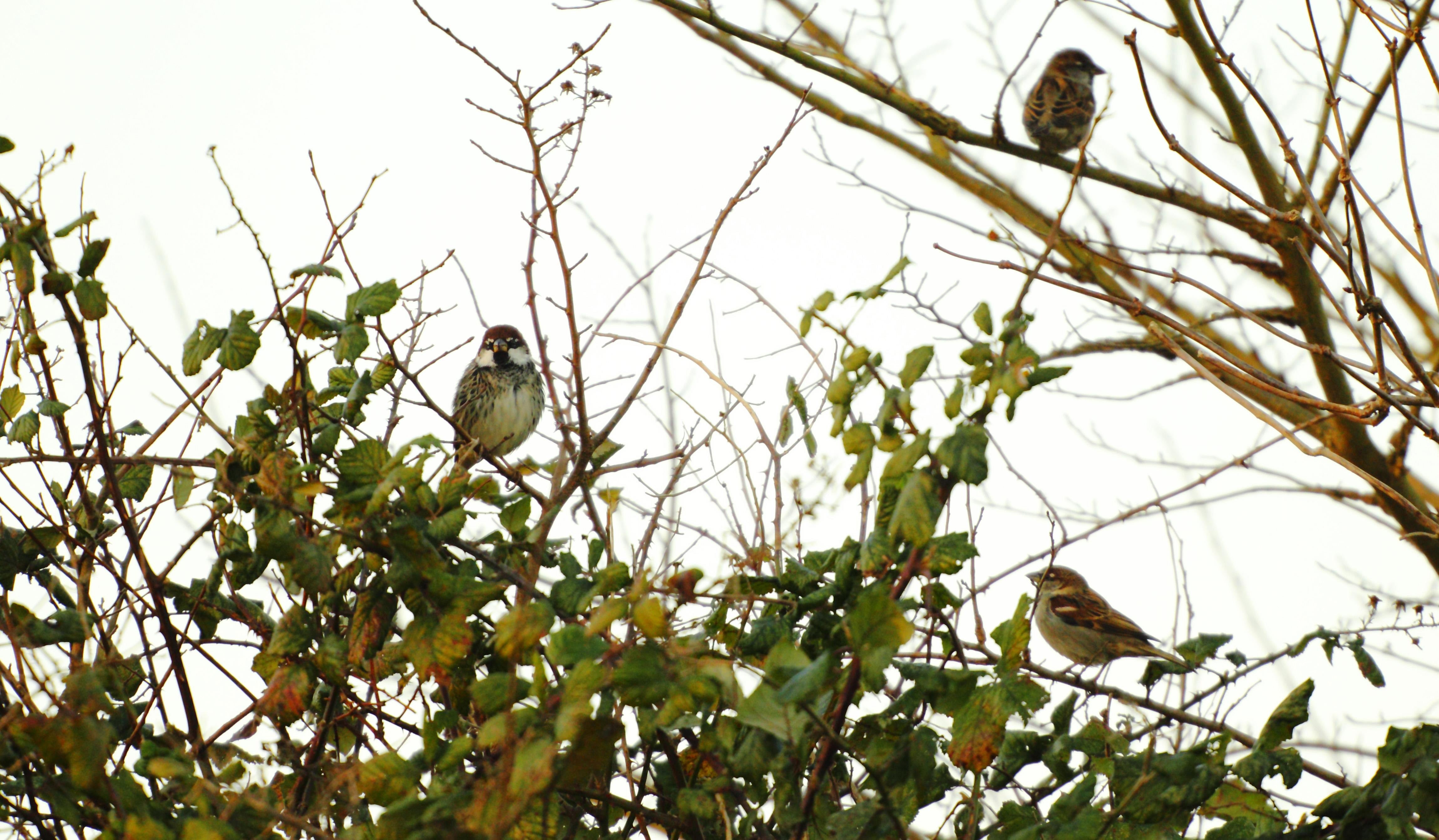 UK wildlife watchers ‘welcome species that arrive because of climate change’ (Chris Ison/PA)