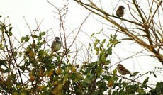 UK wildlife watchers ‘welcome species that arrive because of climate change’