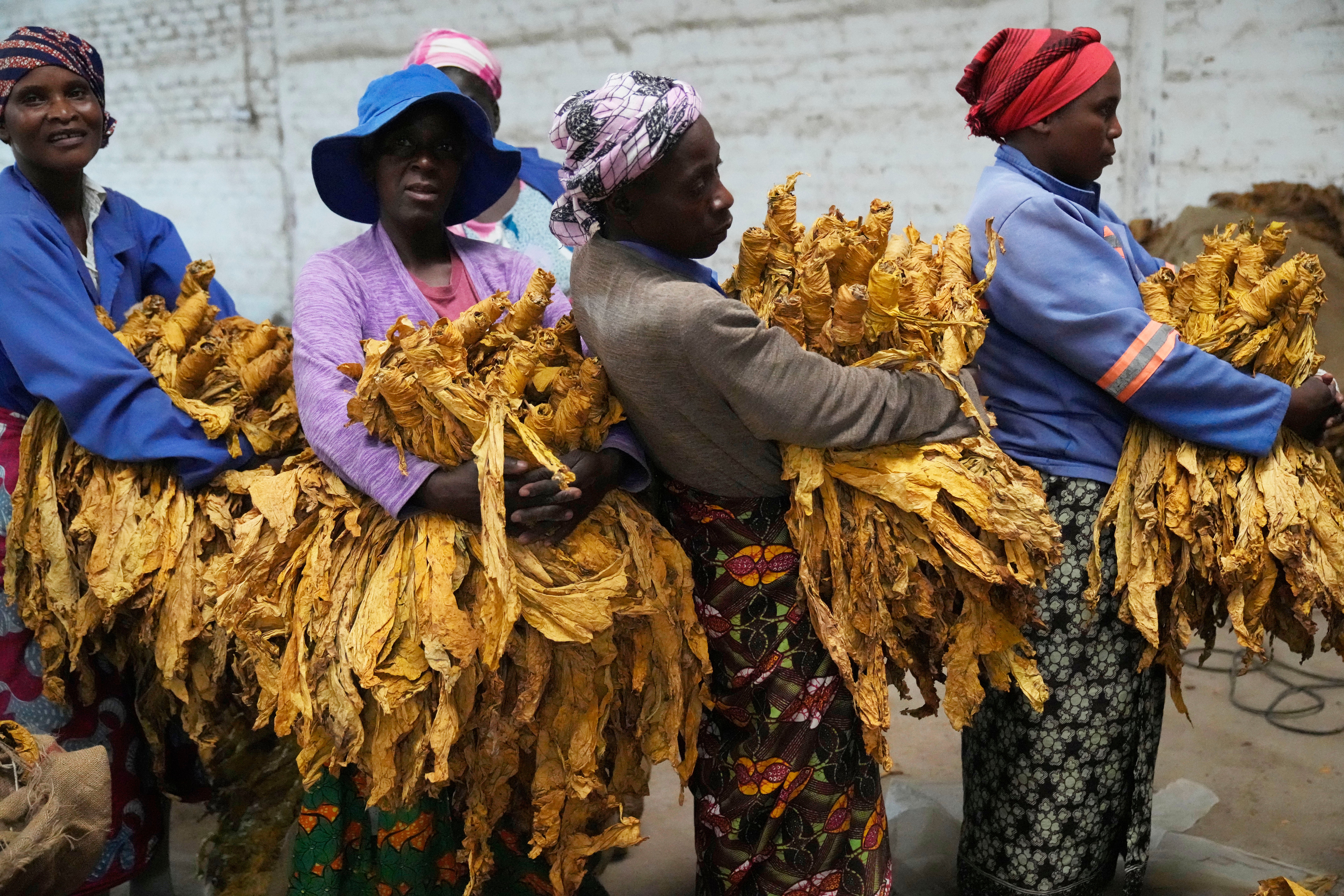 Zimbabwe Tobacco Concerns
