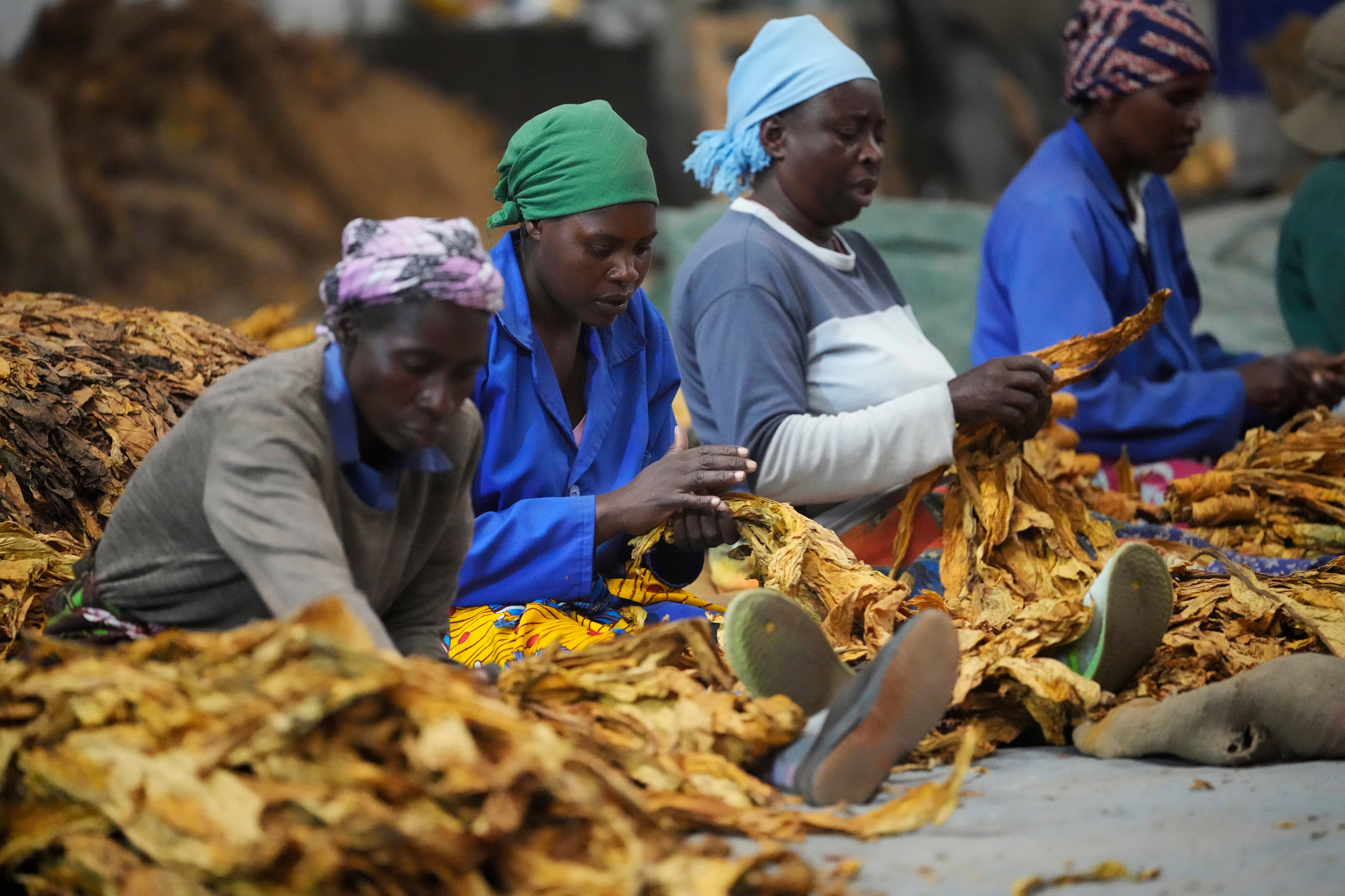 Zimbabwe Tobacco Concerns