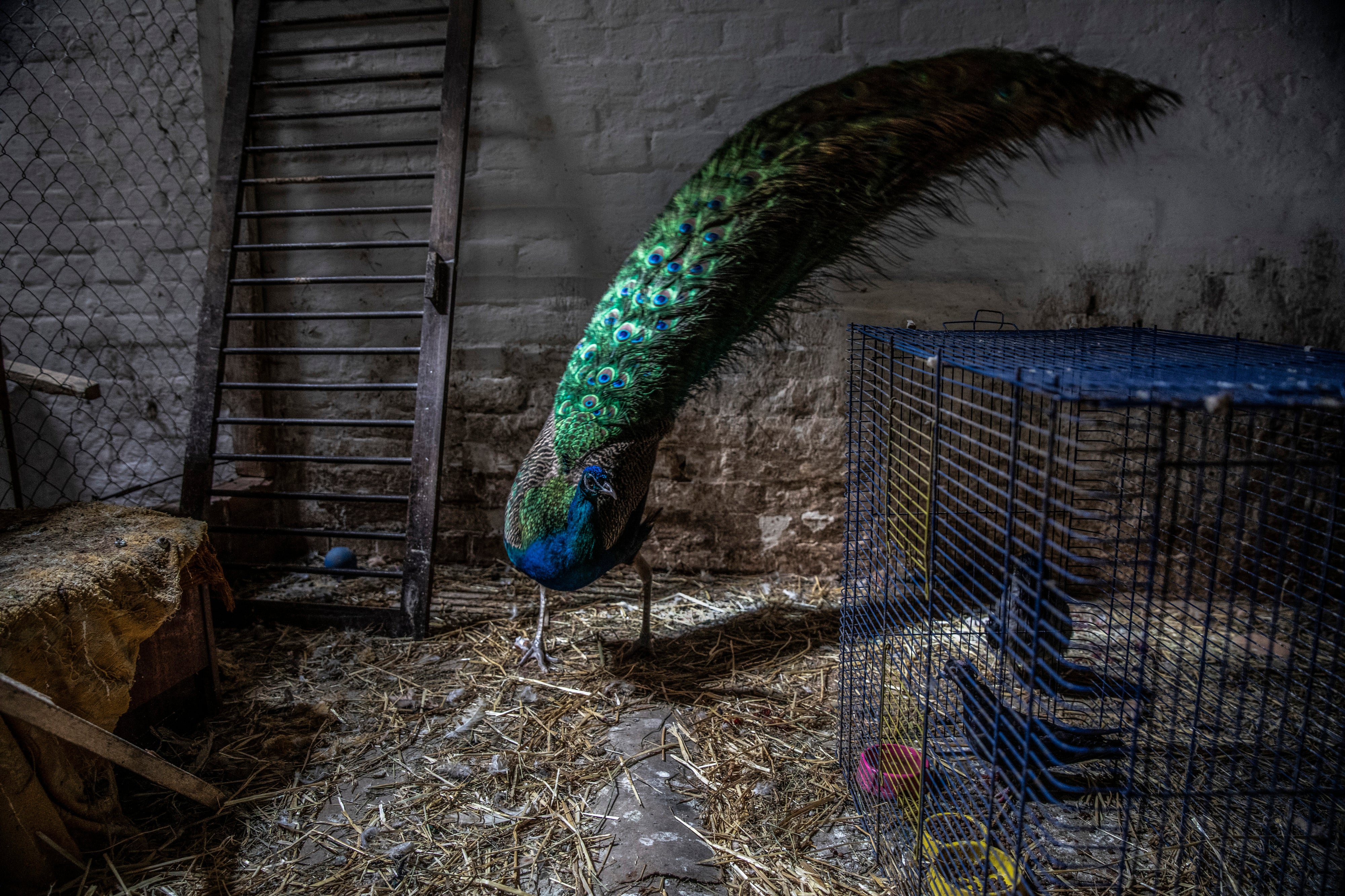 A peacock at the animal shelter