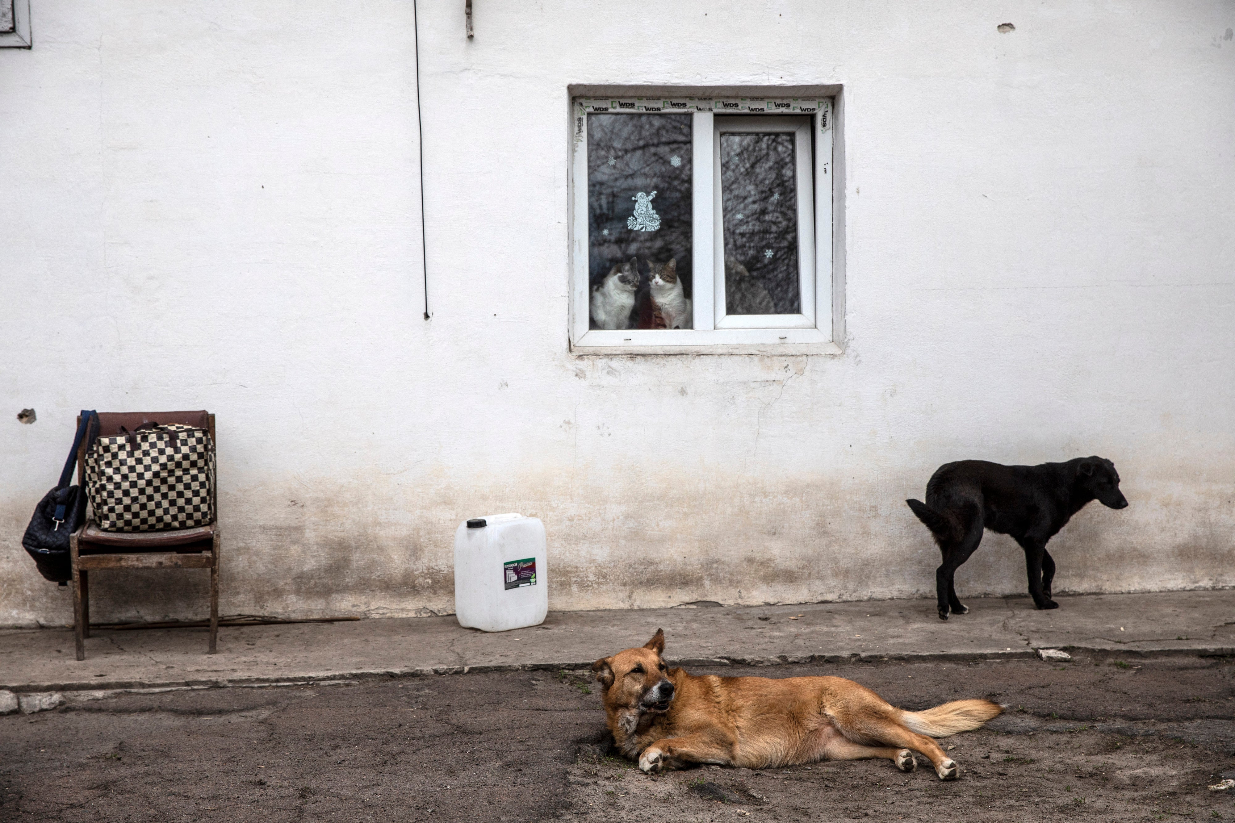 Cats lounge in an office window as some of the facility’s dogs prowl the premises