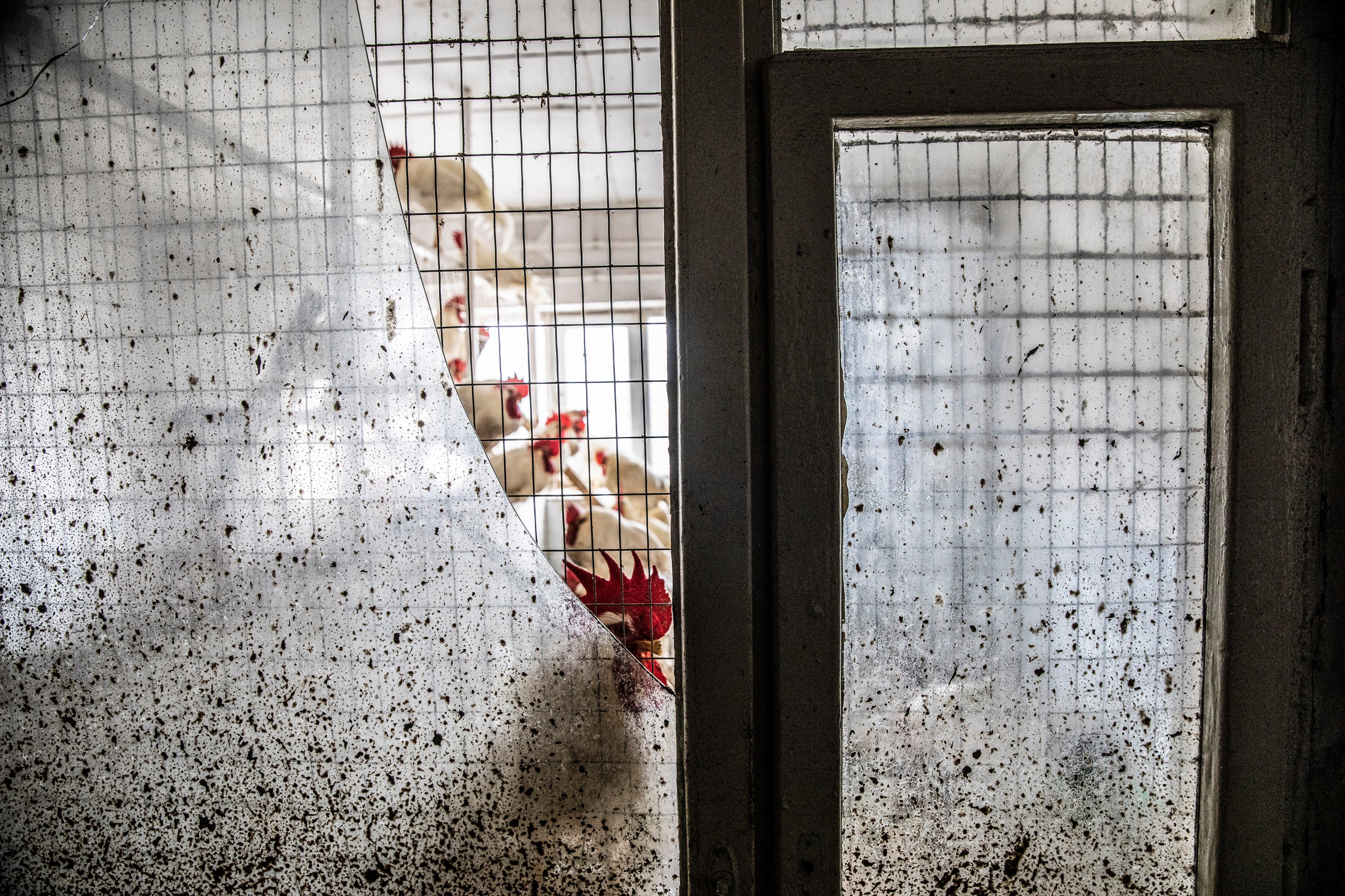 Chickens at the Hostomel shelter