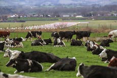 Methane emissions from cow burps spotted from space for the first time