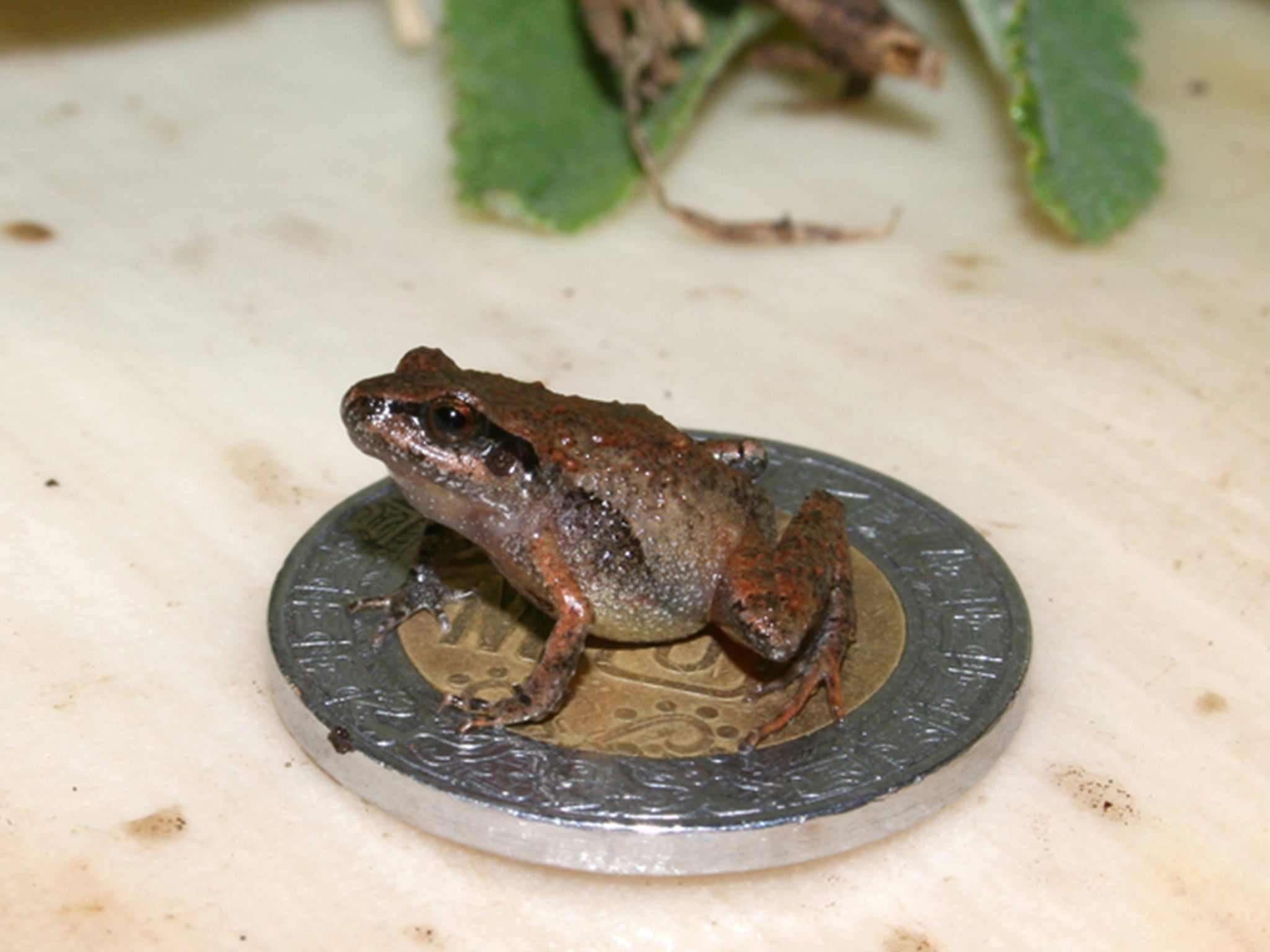 ‘C Cueyatl’ sits on a 10 pesos coin, which have a 28mm diameter