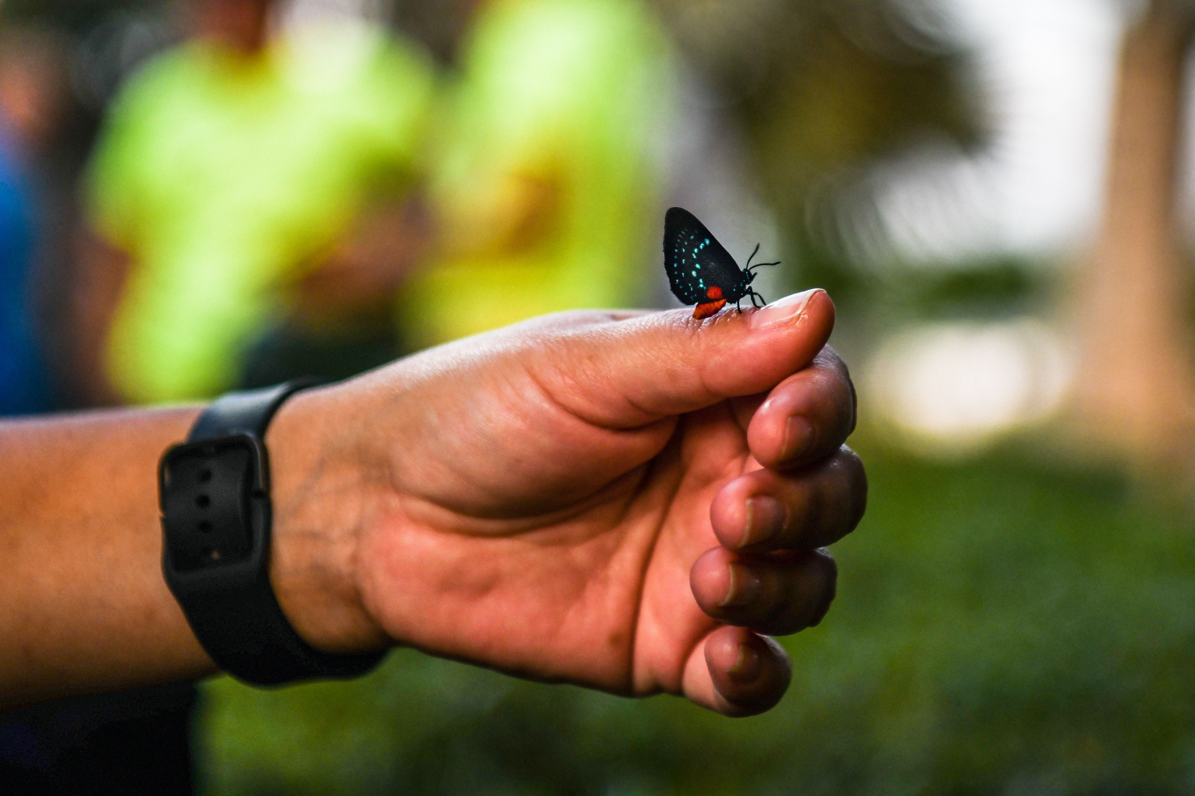 Rare and threatened insects are being sold online, the researchers said