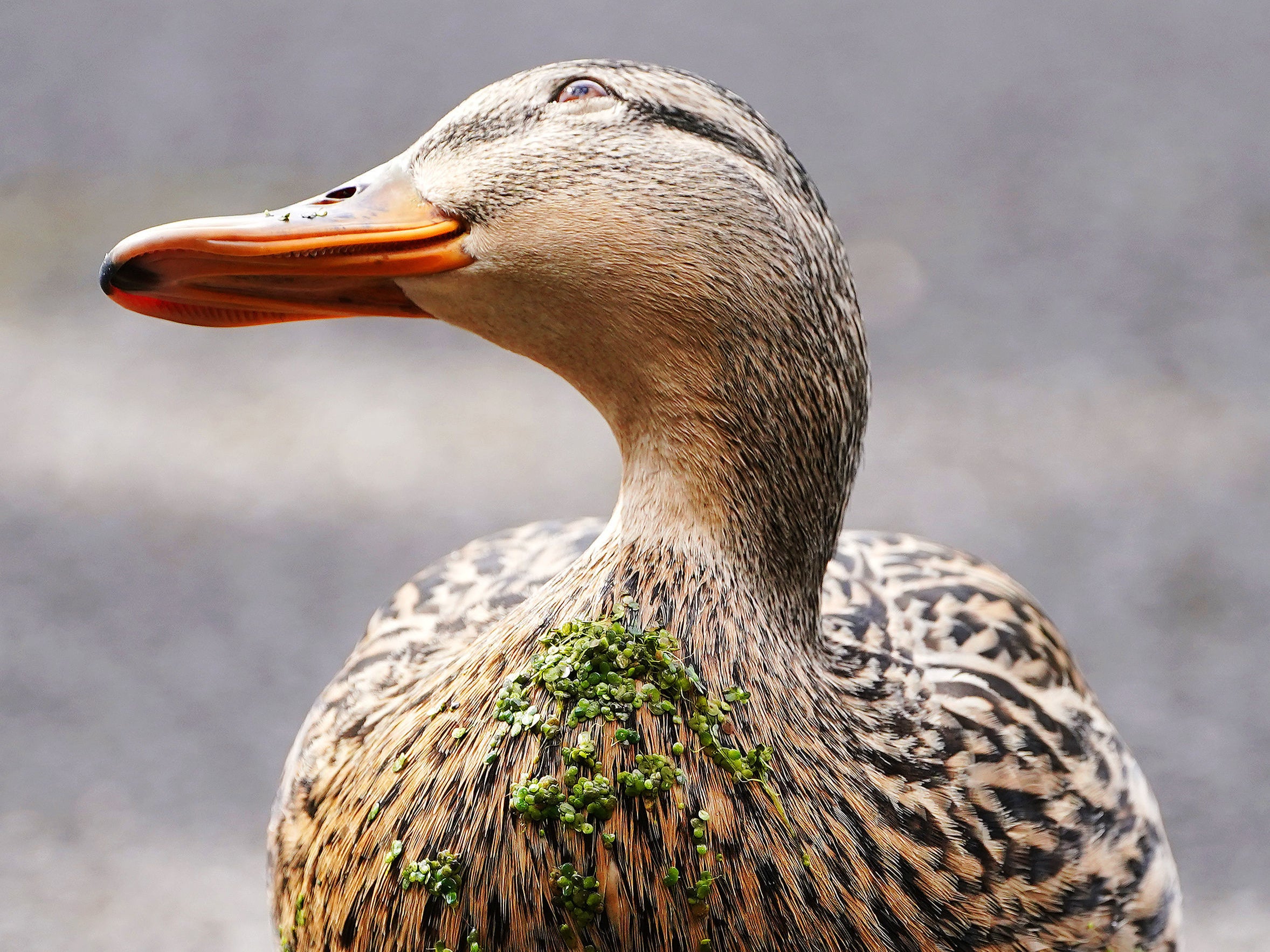 File A duck with duckweed stuck to it's breast on a sunny day in the National Botanic Gardens, Dublin