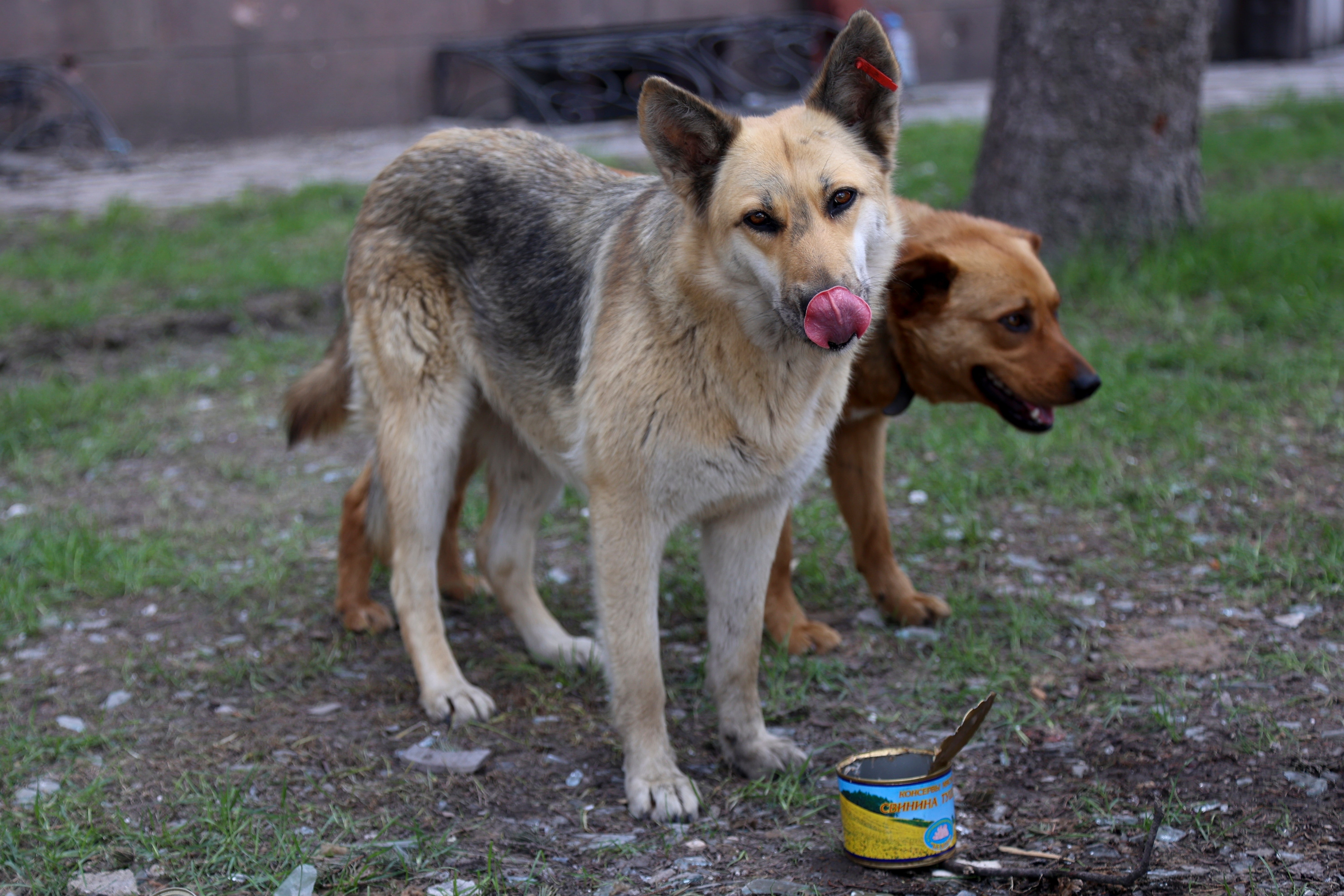 Ukraine Russia Mariupol