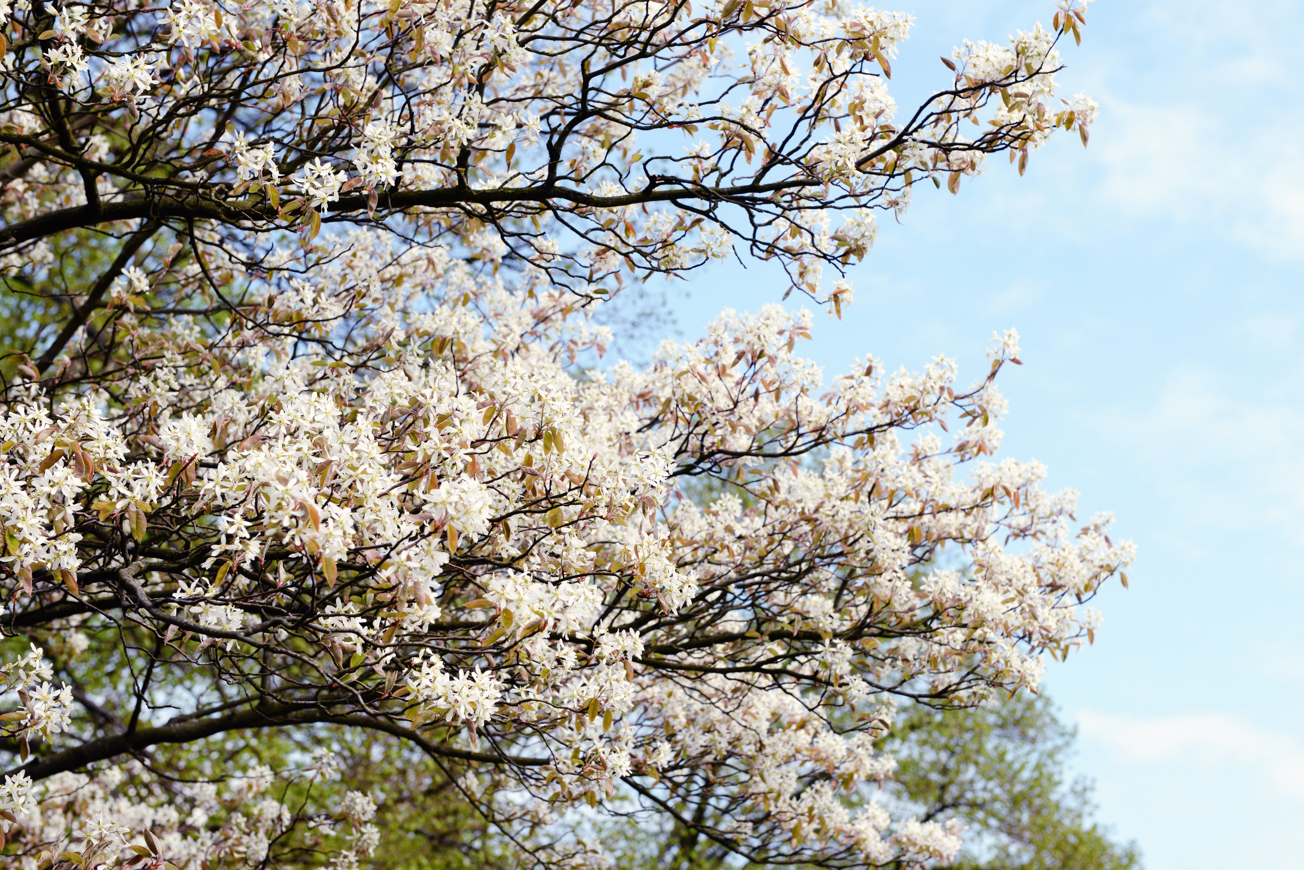 An Amelanchier in bloom [file photo]