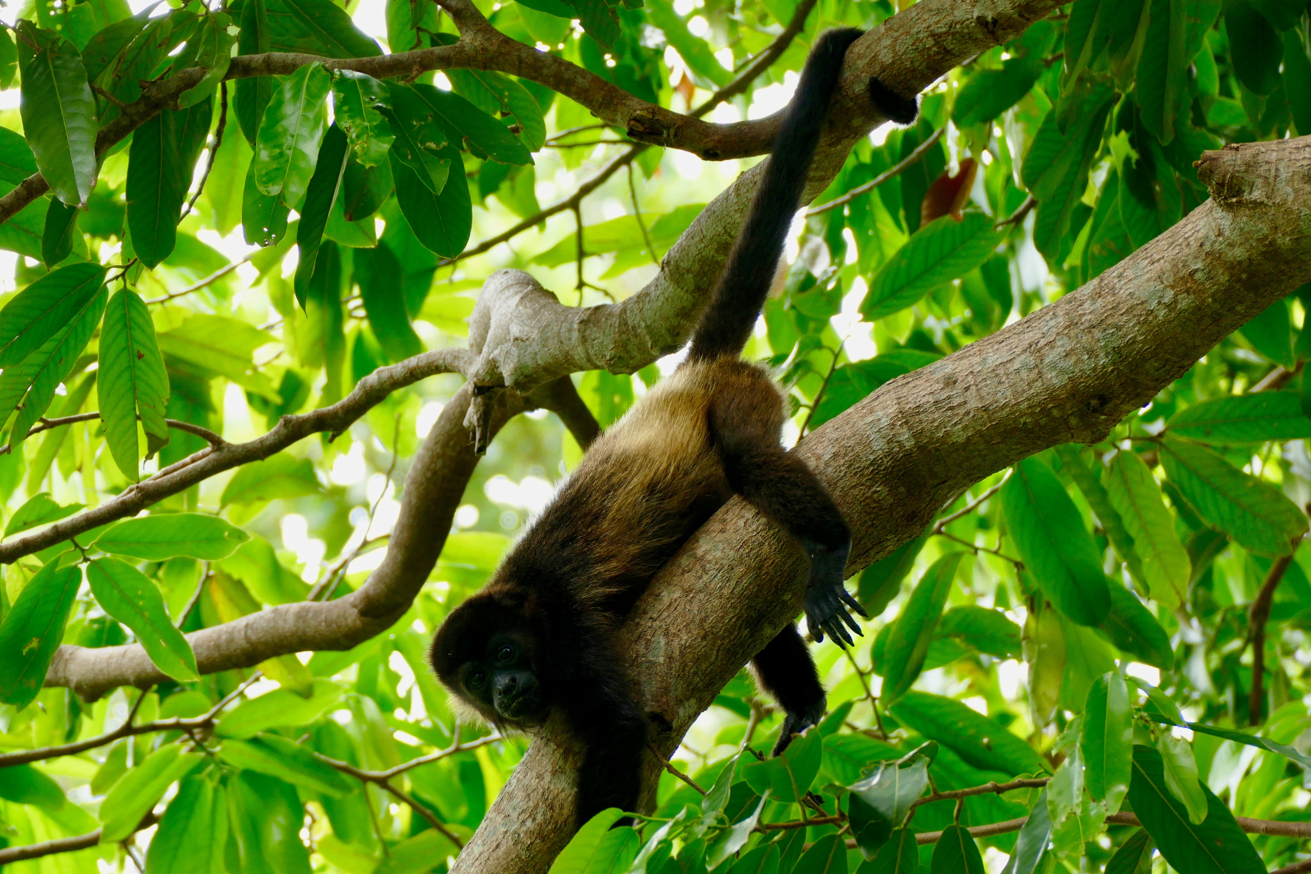 Wildlife-rich forests count howler monkeys among residents