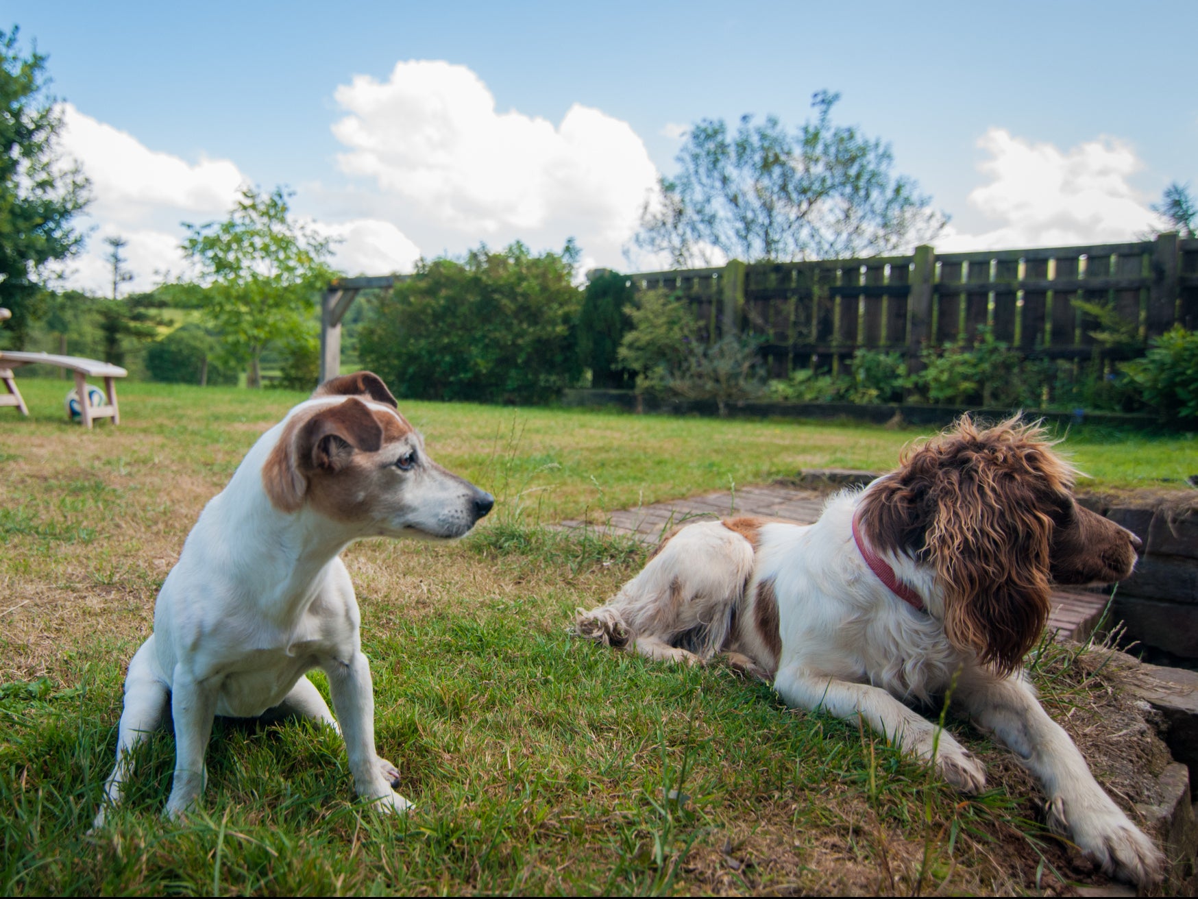 Jack Russell terriers and springer spaniels have high life expectancy