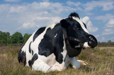 Face masks for cows aim to tackle climate crisis by capturing methane from burps