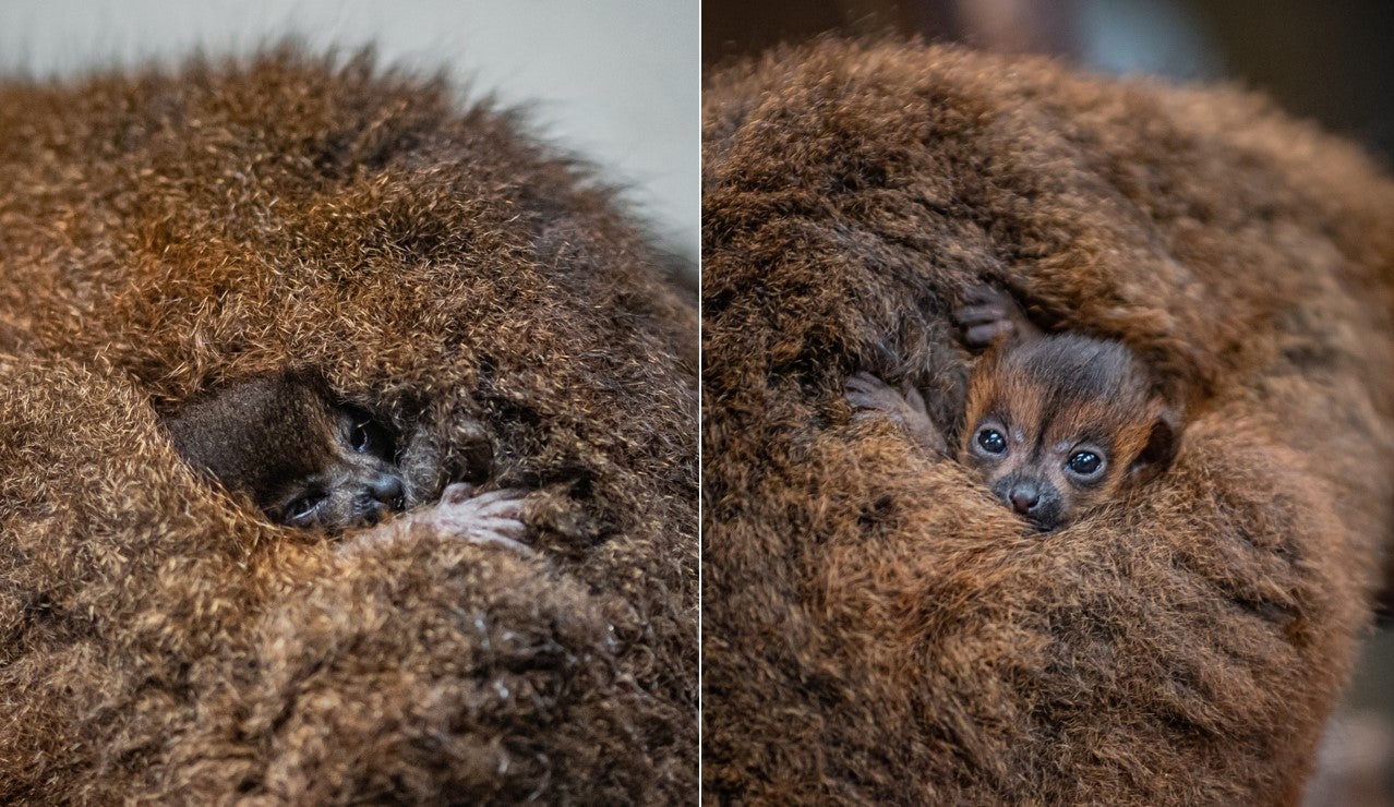 The twins weigh just 70 grams each (Chester Zoo/PA)