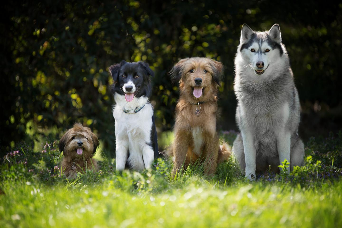 A golden retriever is only marginally more likely to be more friendly than a mixed-breed or another purebred dog, such as a dachshund, scientists say