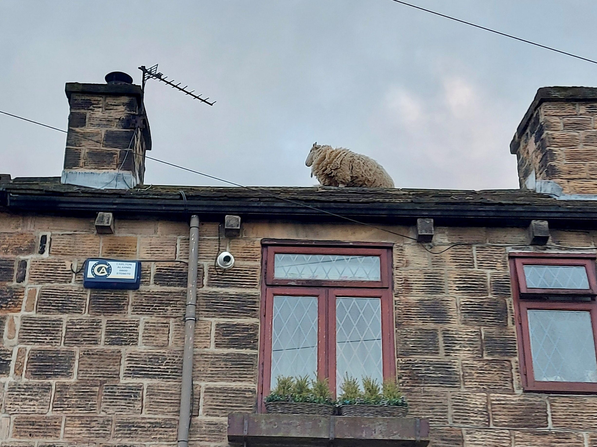 Sheep on a rooftop in Nrewmillerdam