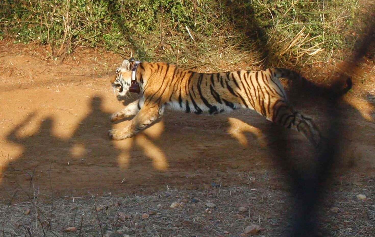 Two year old tigress Bina, known as ST-9 now, leaps into the enclosure at Sariska Tiger Reserve after she is shifted from Ranthambore National Park, on January 22, 2013 in Alwar, India