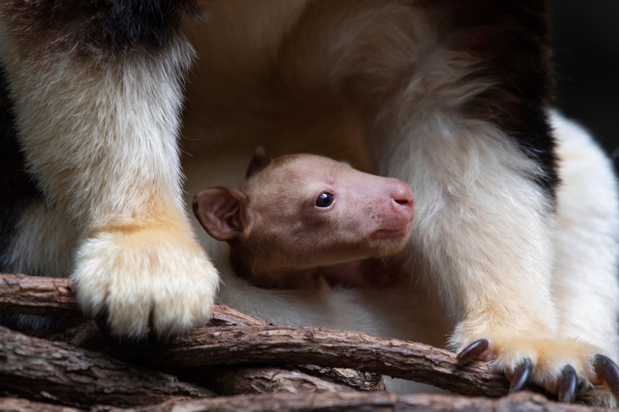Tree Kangaroo Bronx Zoo