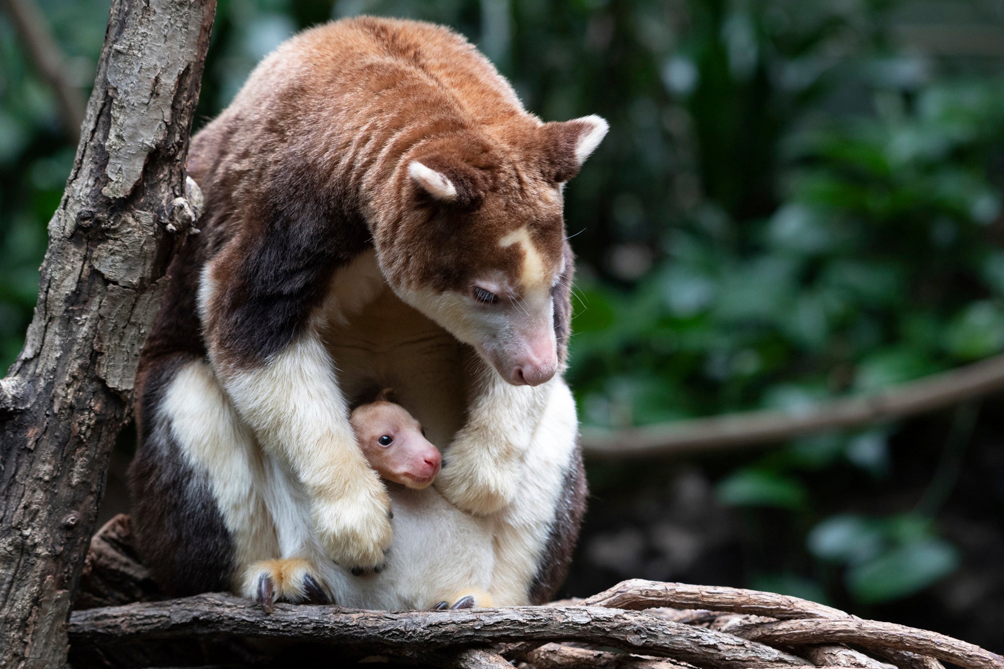 Tree Kangaroo Bronx Zoo