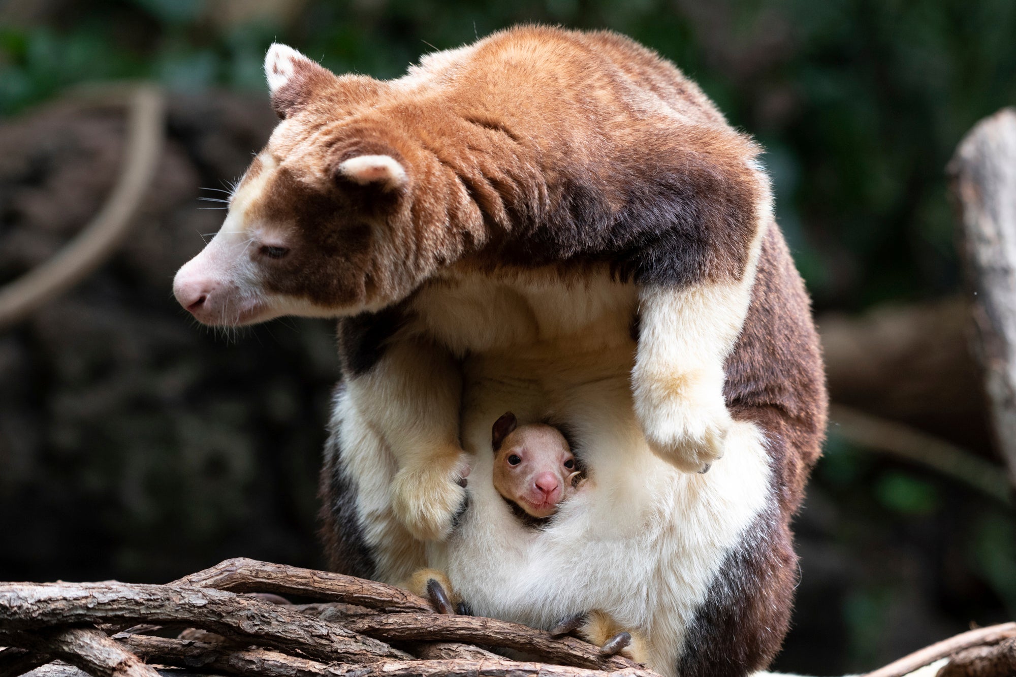 Tree Kangaroo Bronx Zoo
