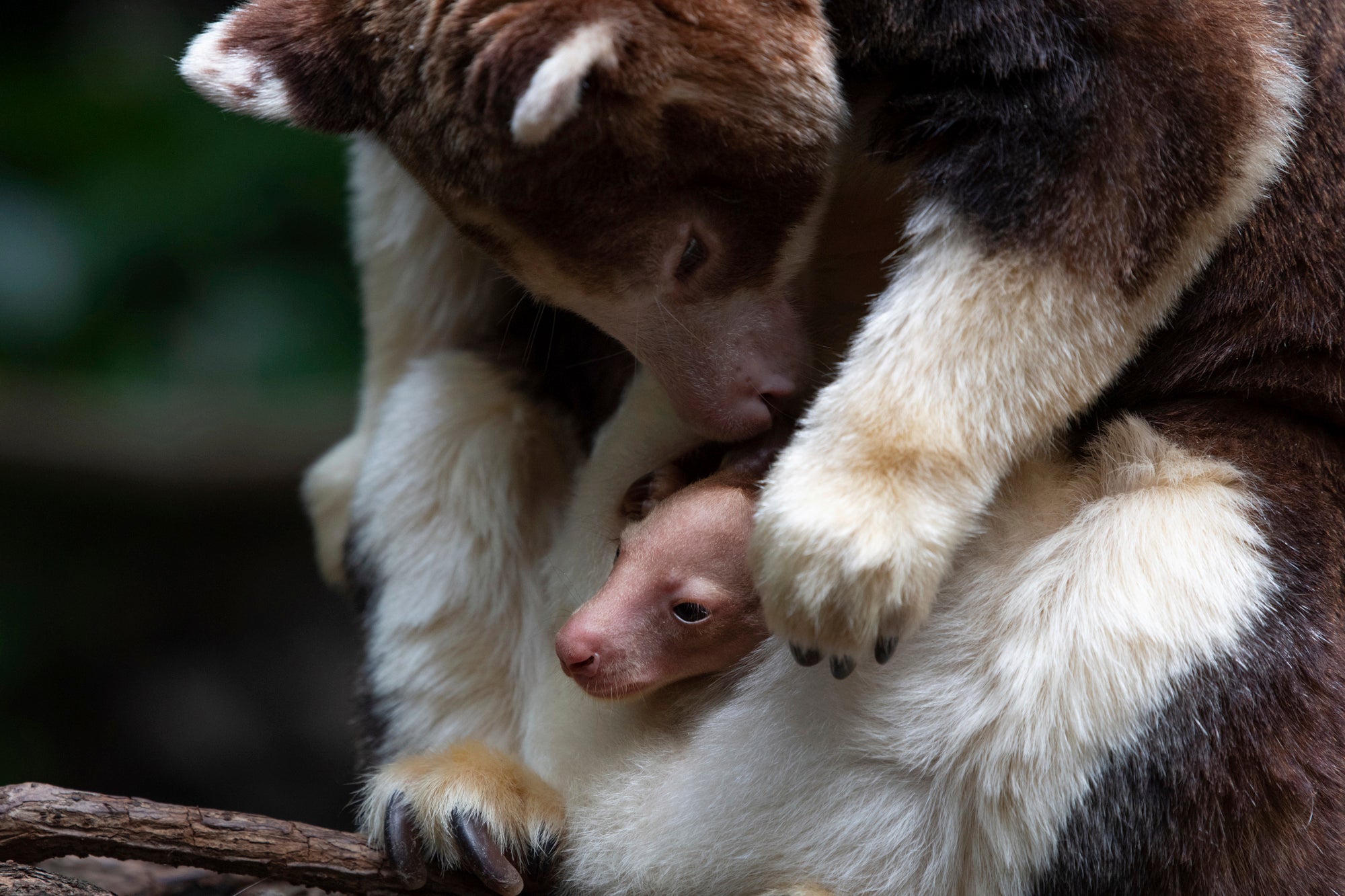 Tree Kangaroo Bronx Zoo