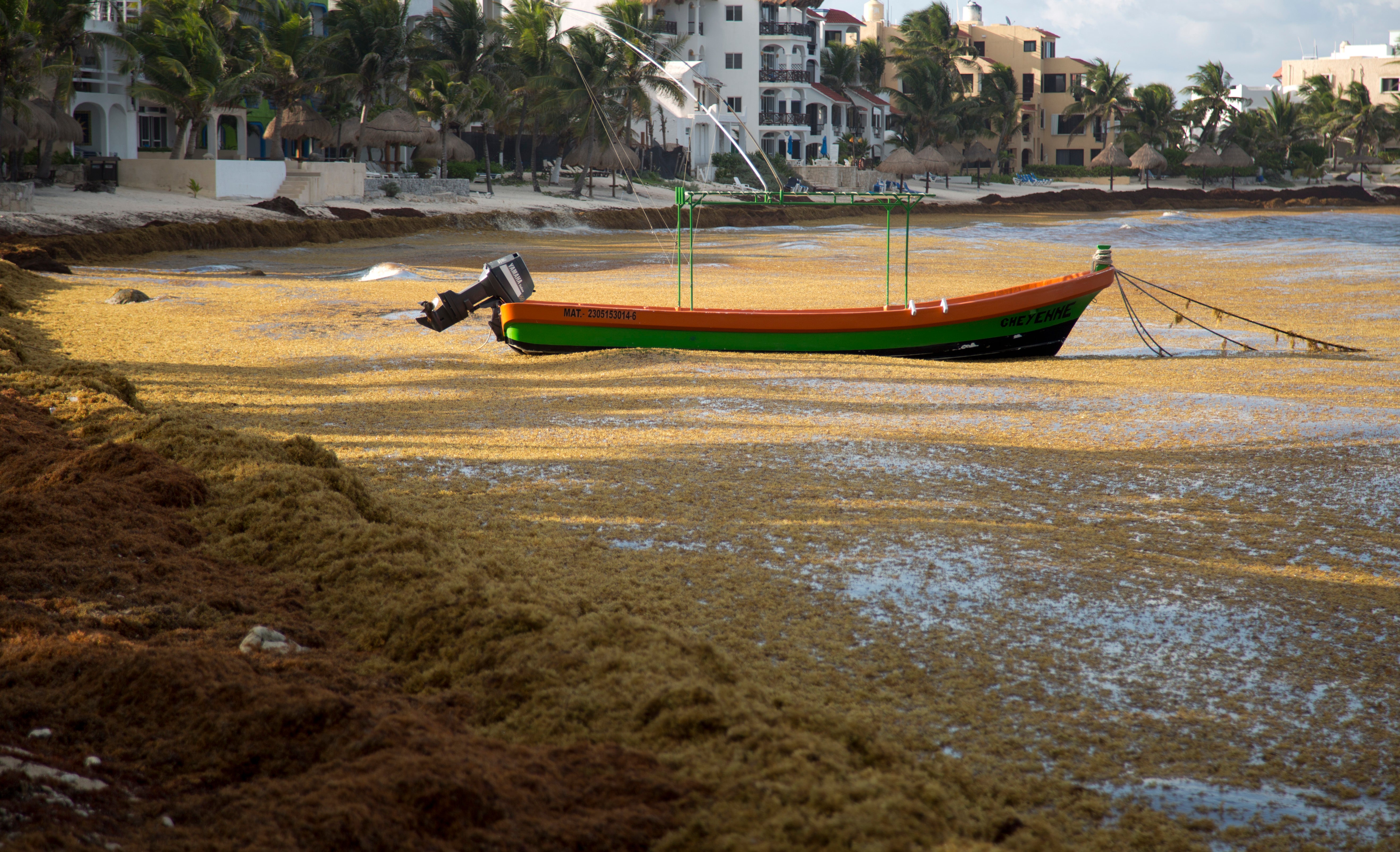 Mexico Seaweed