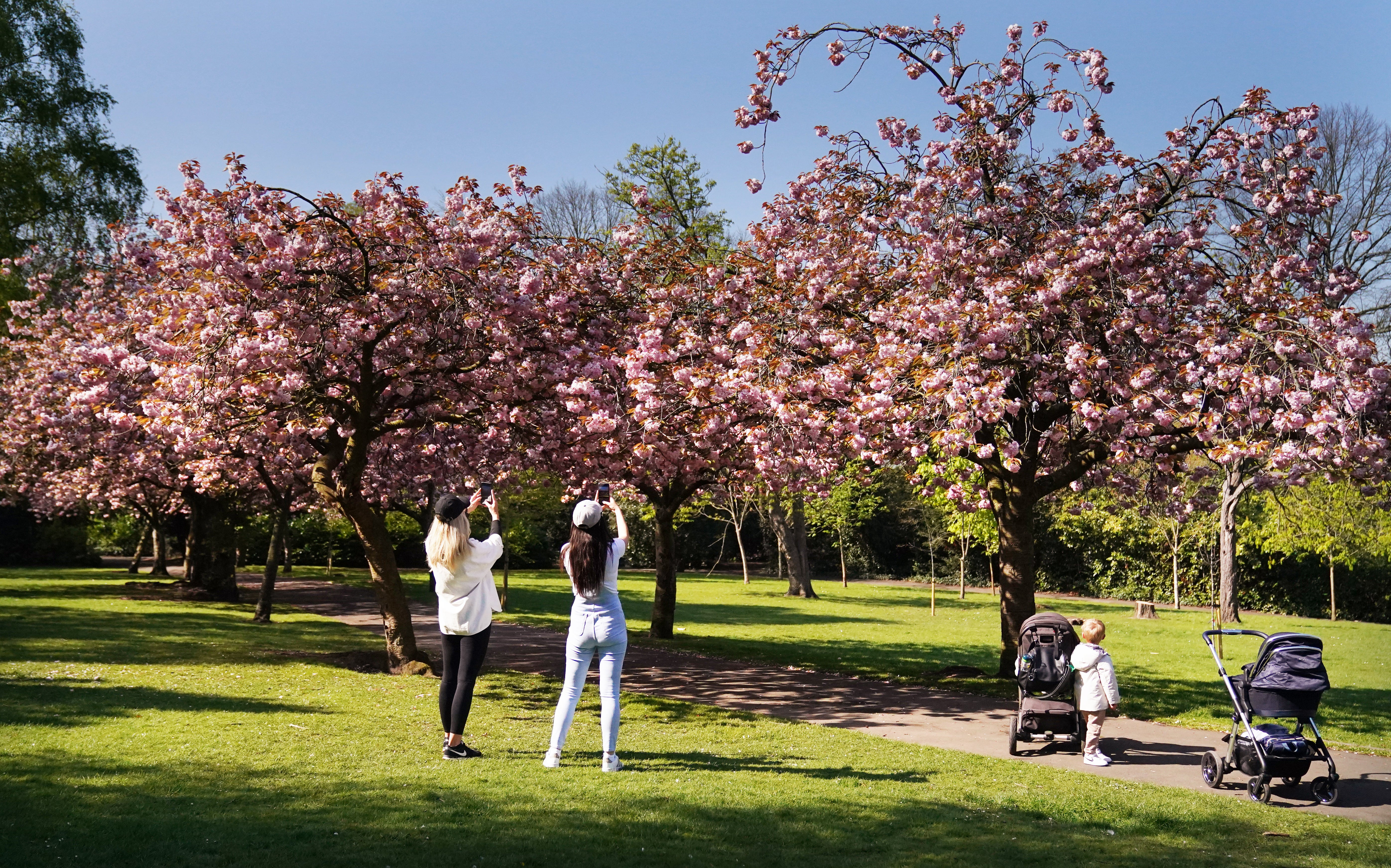 Cherry blossom in full bloom in the sunshine at Saltwell park in Gateshead (PA)