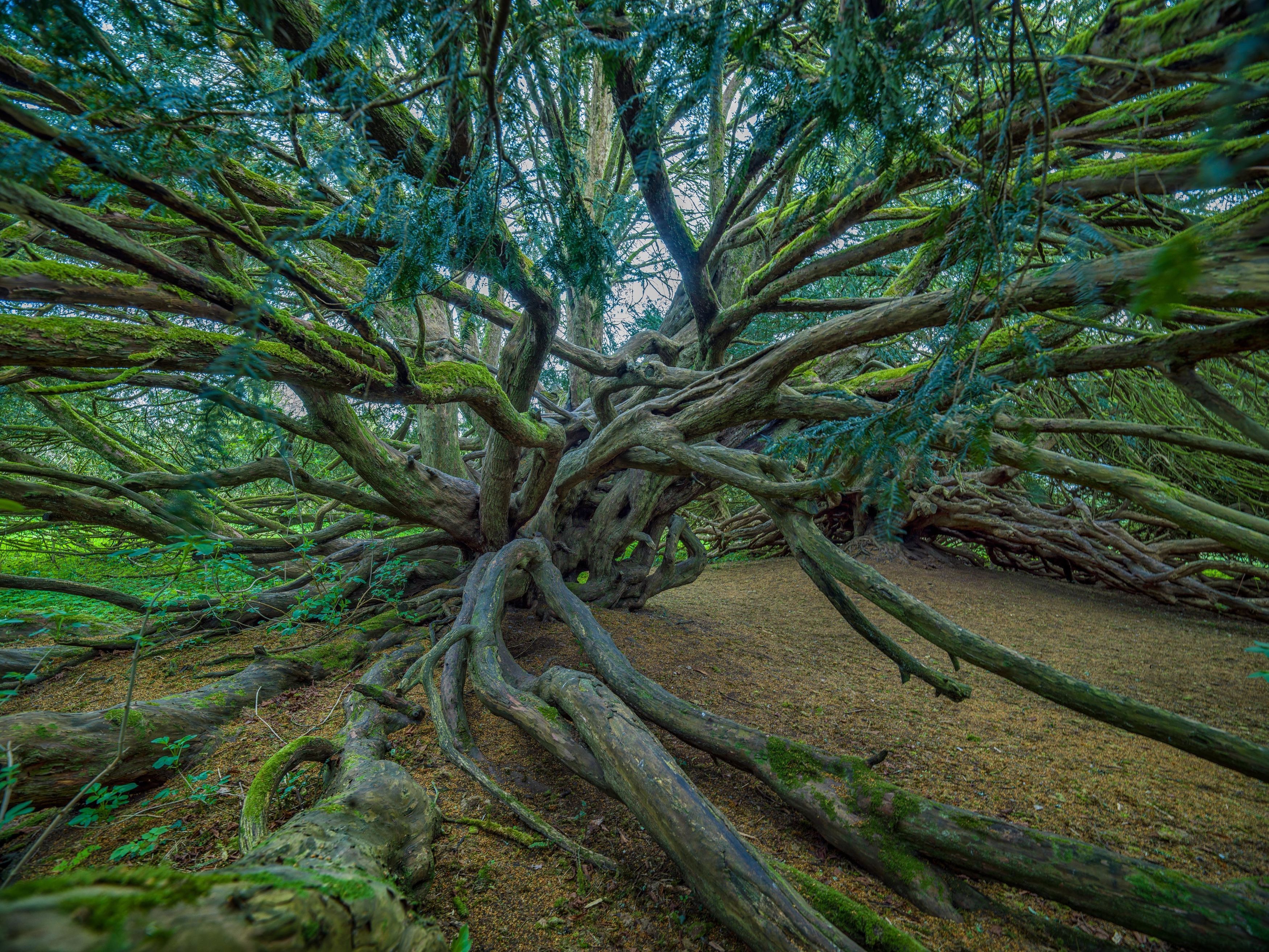 The Crom Castle Yew, County Fermanagh, close to the Old Castle ruins, a female yew conjoined with a much younger male tree